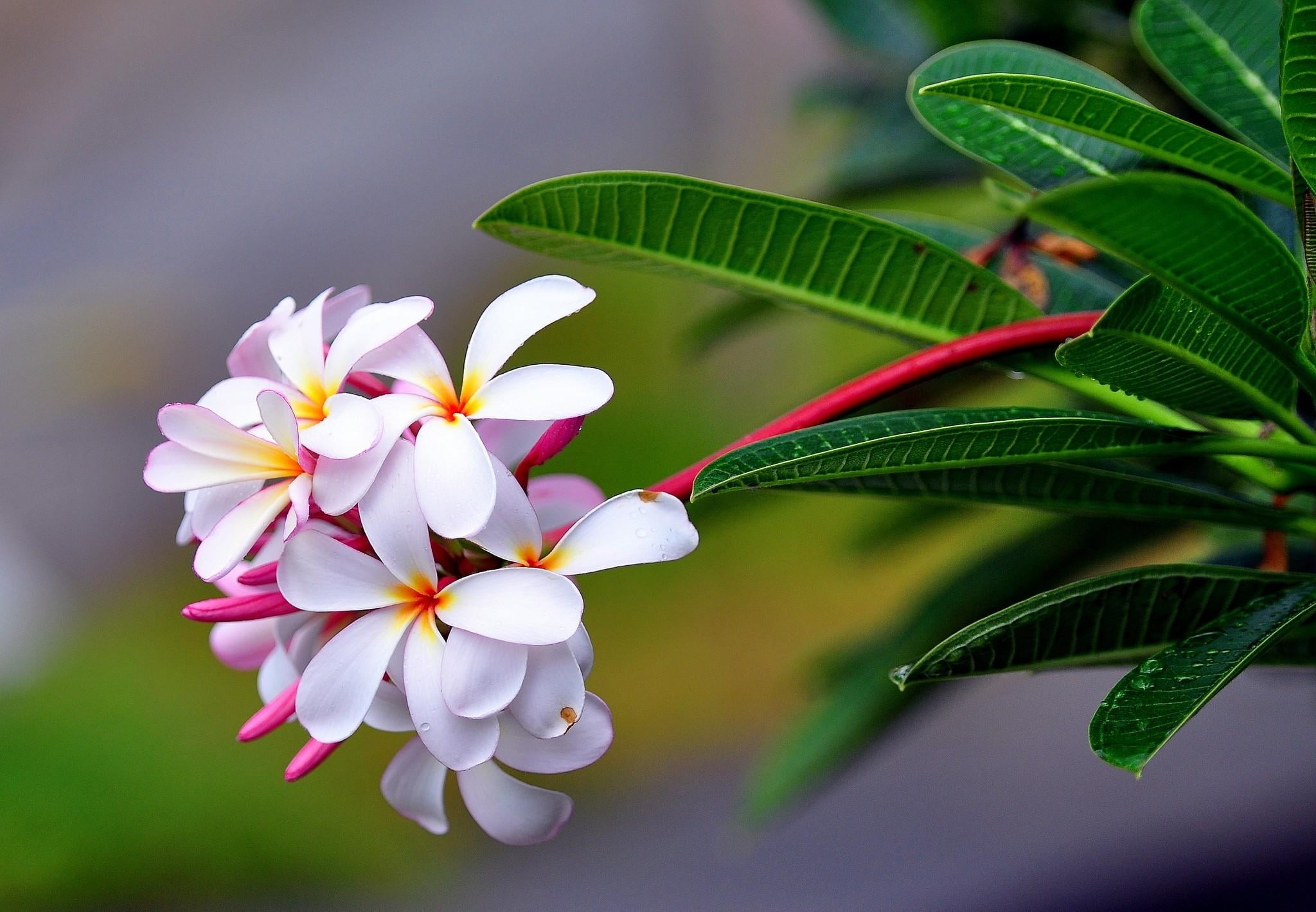 white and pink flowers, plumeria, exotic, drop, freshness, sharpness
