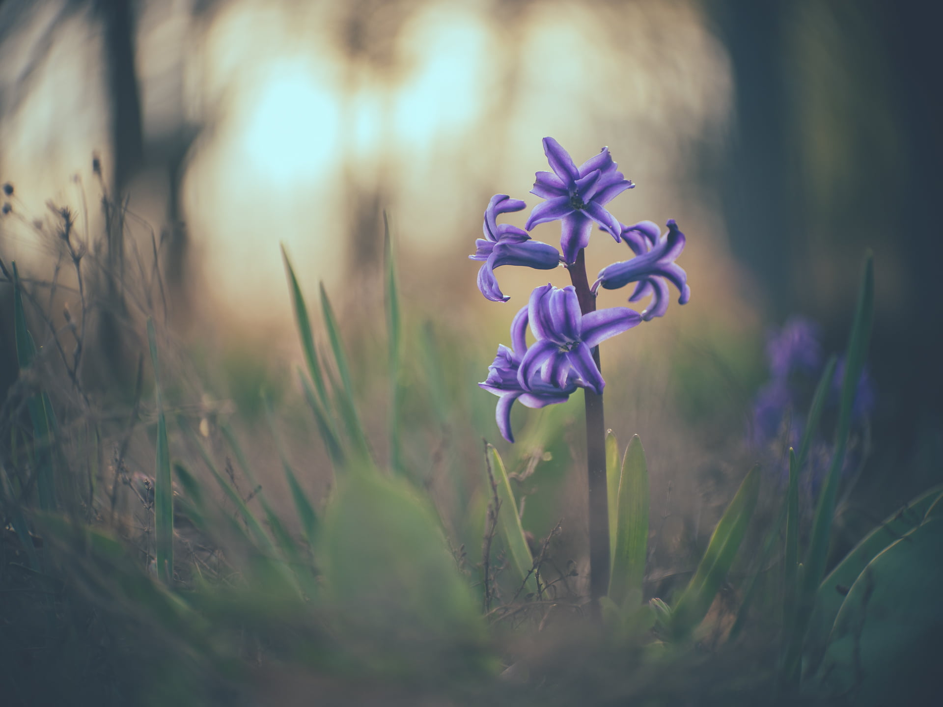 purple flower, hyacinthe, available light, nature, plant, MFT