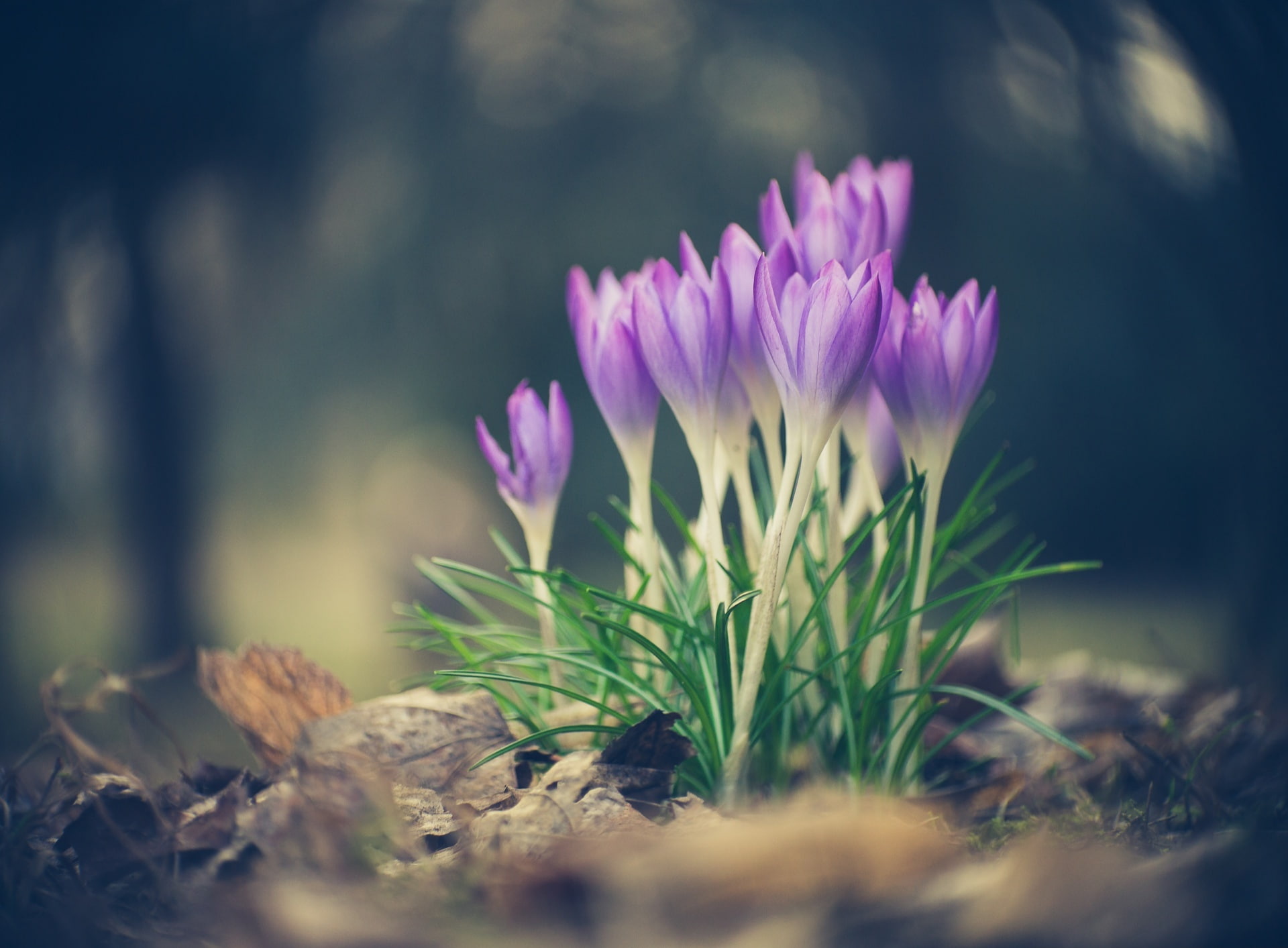 Crocus Spring Flowers, Seasons, Nature, Purple, Photography, Plant