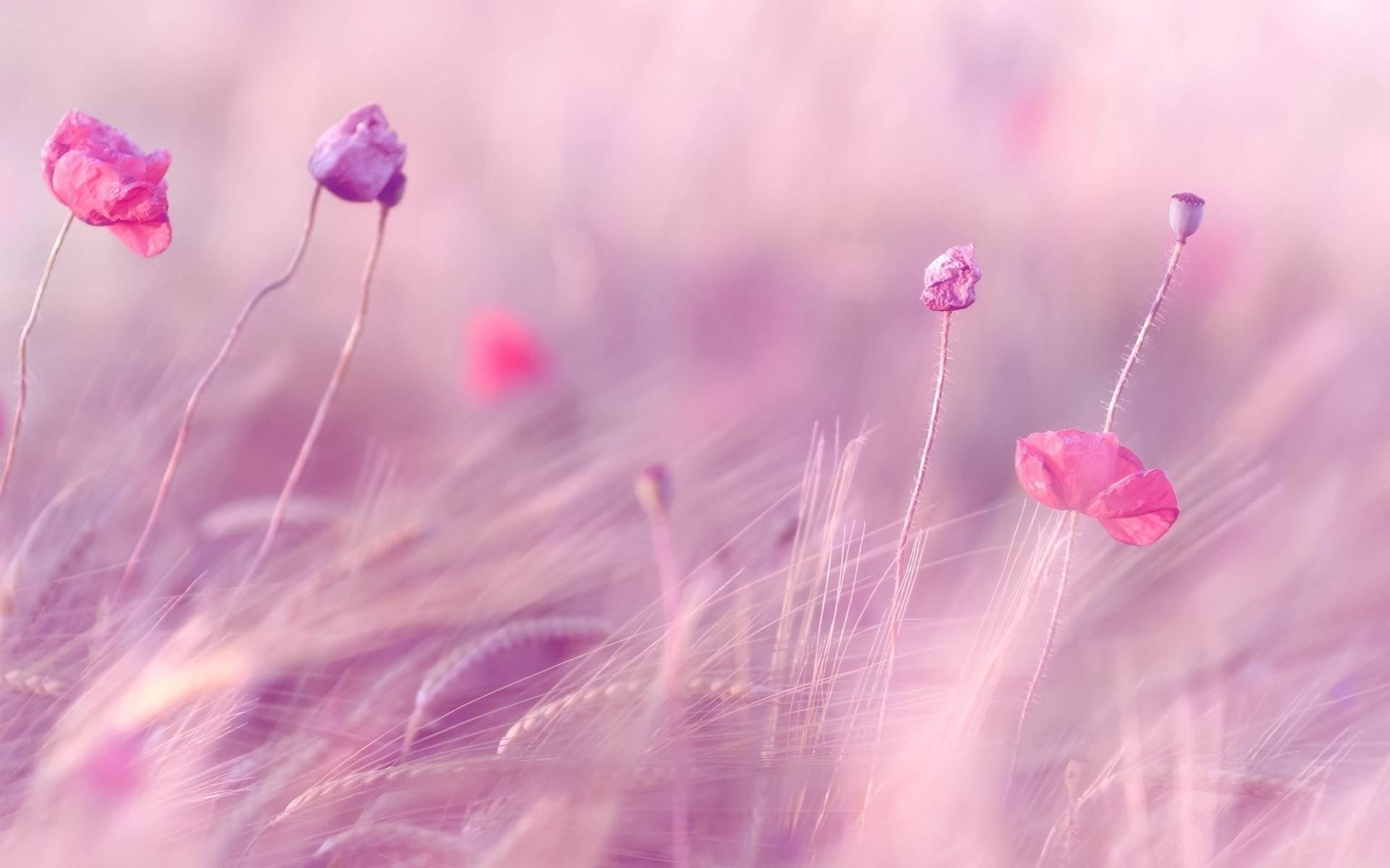 wheat, field, poppies, flowers, blur, wind