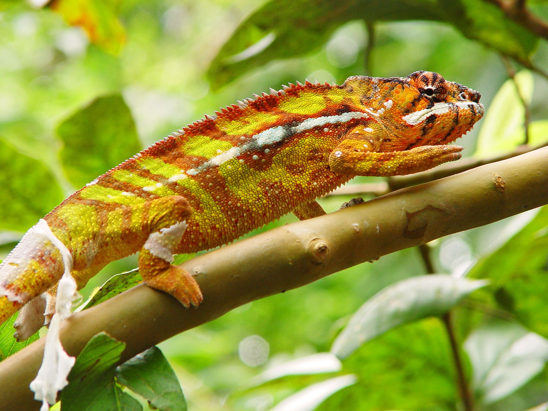 chameleon