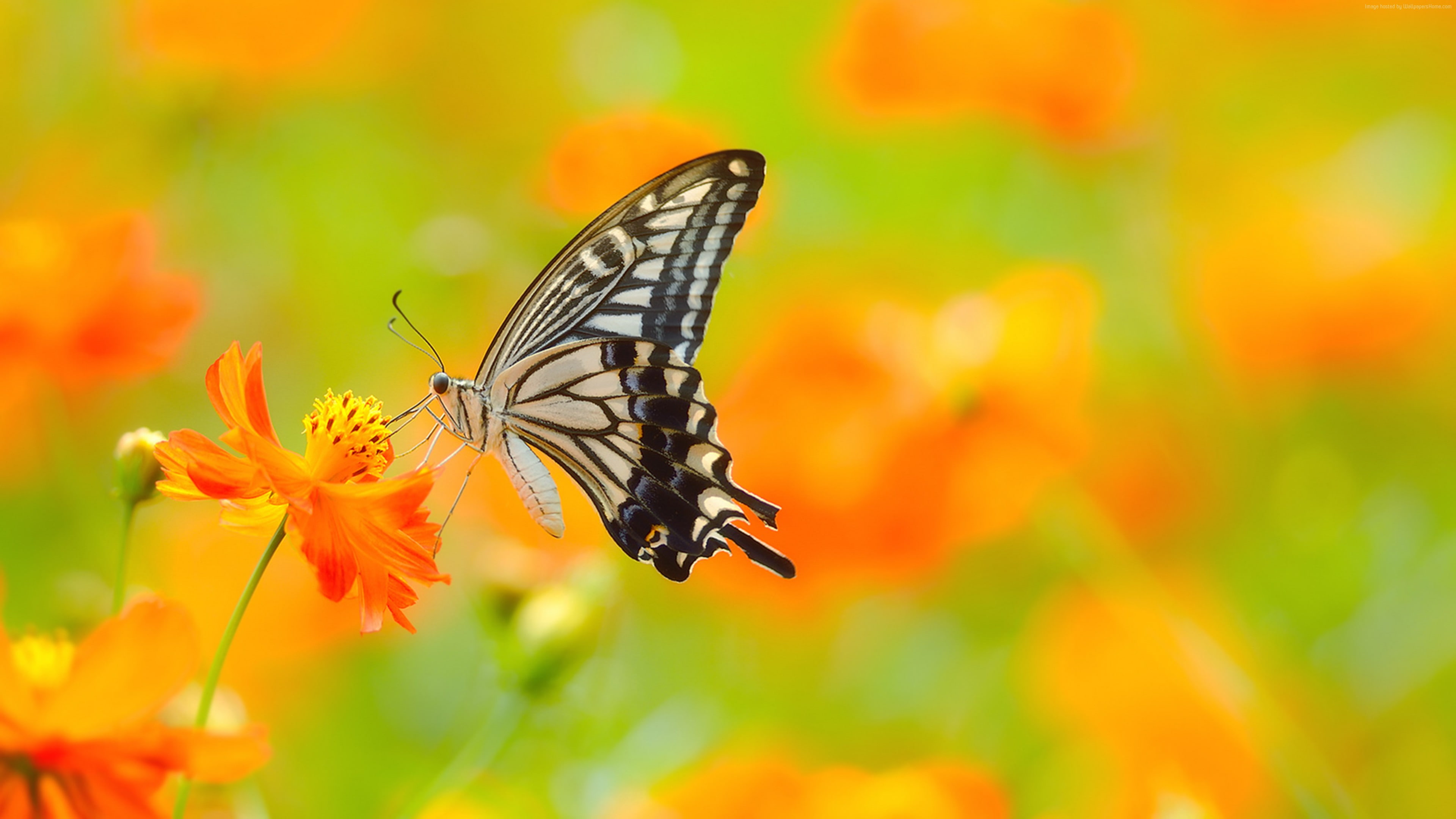 5k, colorful, flowers, insects, butterfly, 4k, yellow