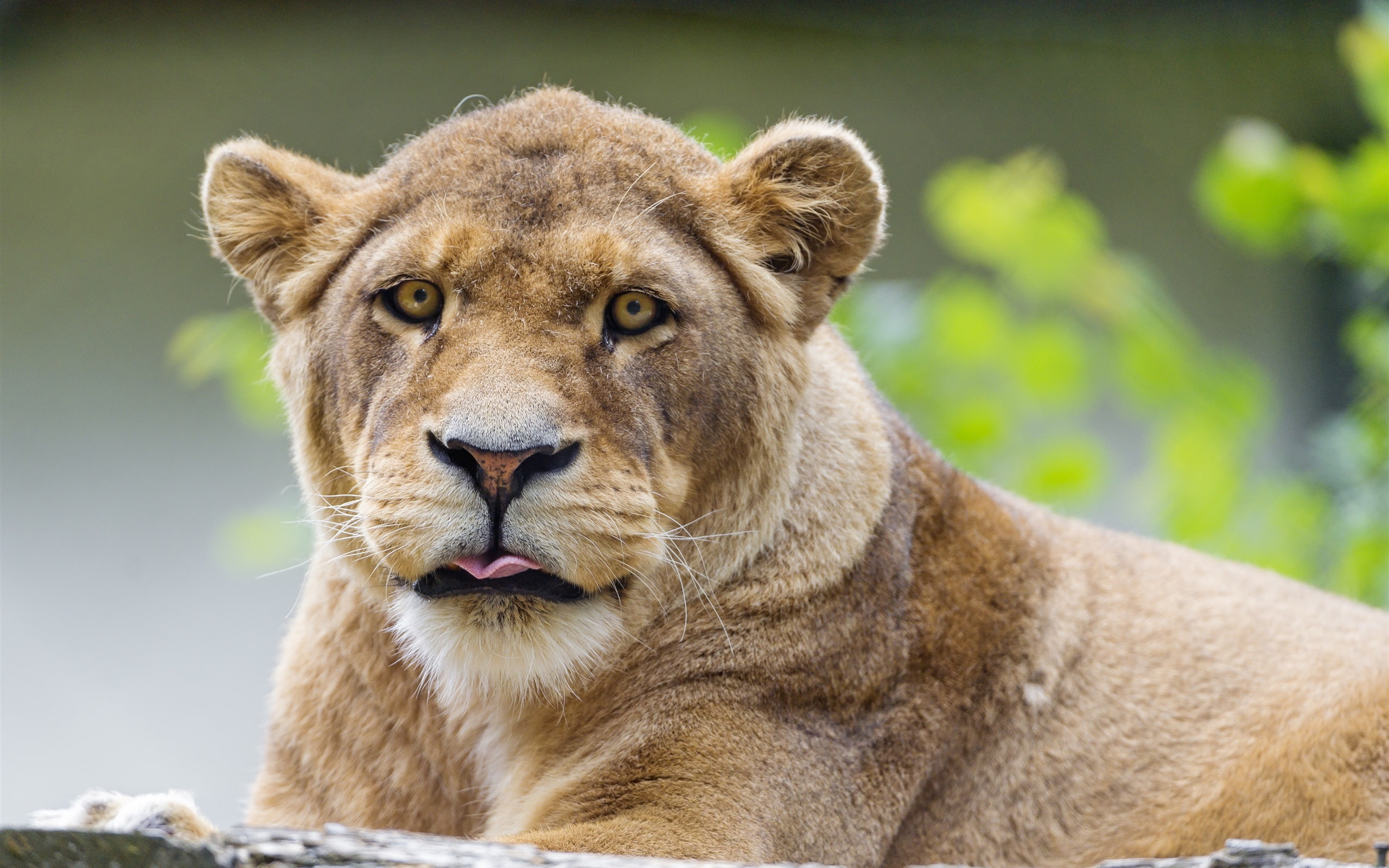 Animal close-up, lioness, tongue, face, brown lioness