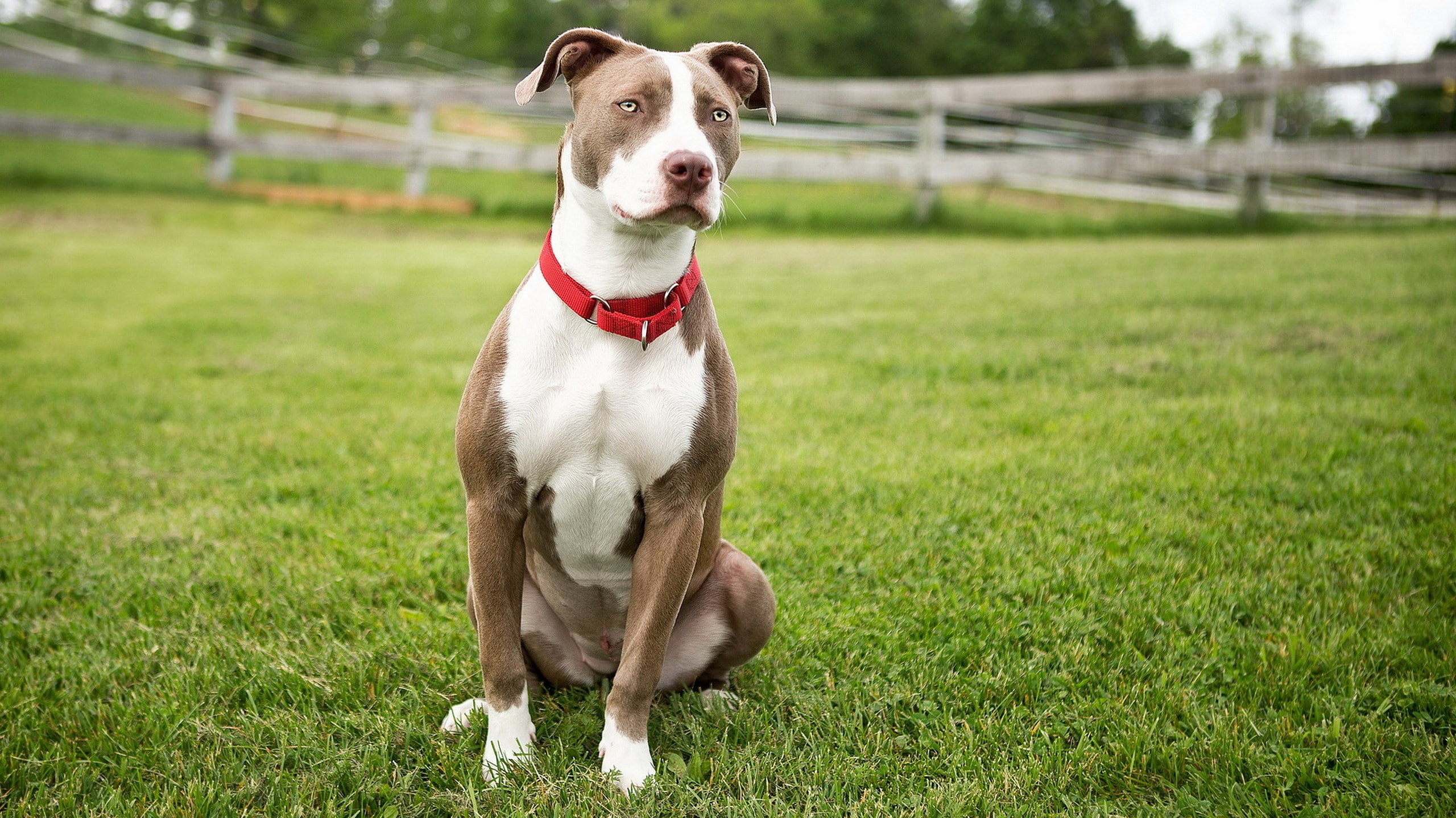 picture of american staffordshire terrier dog, domestic, pets