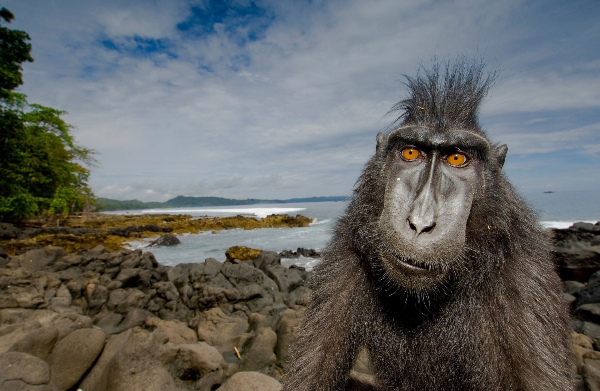 baboon high def, animal themes, one animal, sky, animals in the wild