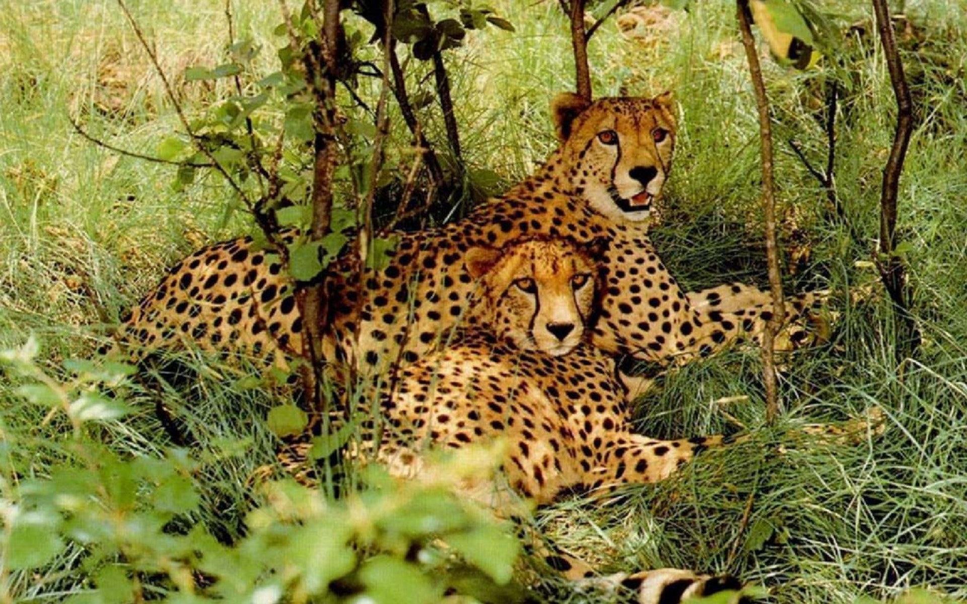 Pair Of Leopards In The Forest, felinos, animals