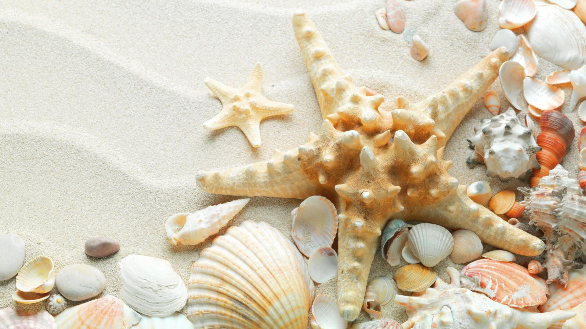 sand, starfish, shells, seashells, summertime, animal wildlife
