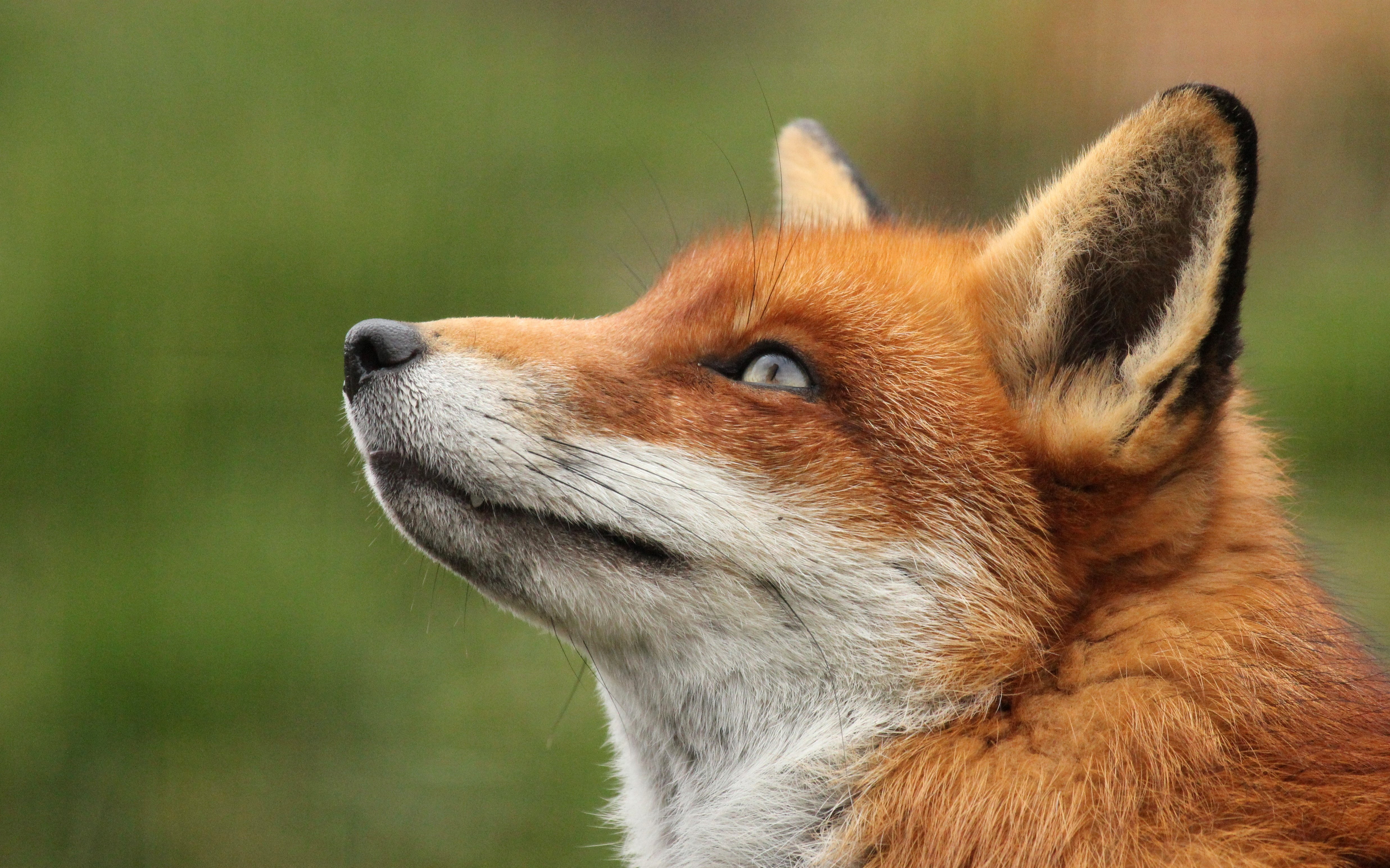 Fox, Looking, Up