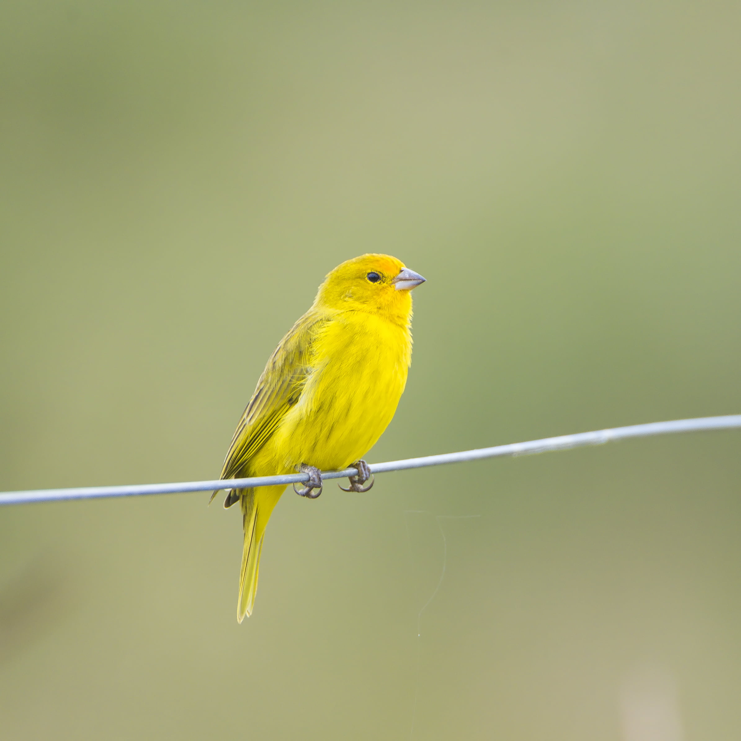 focus photo of yellow bird perching in wire, saffron finch, saffron finch