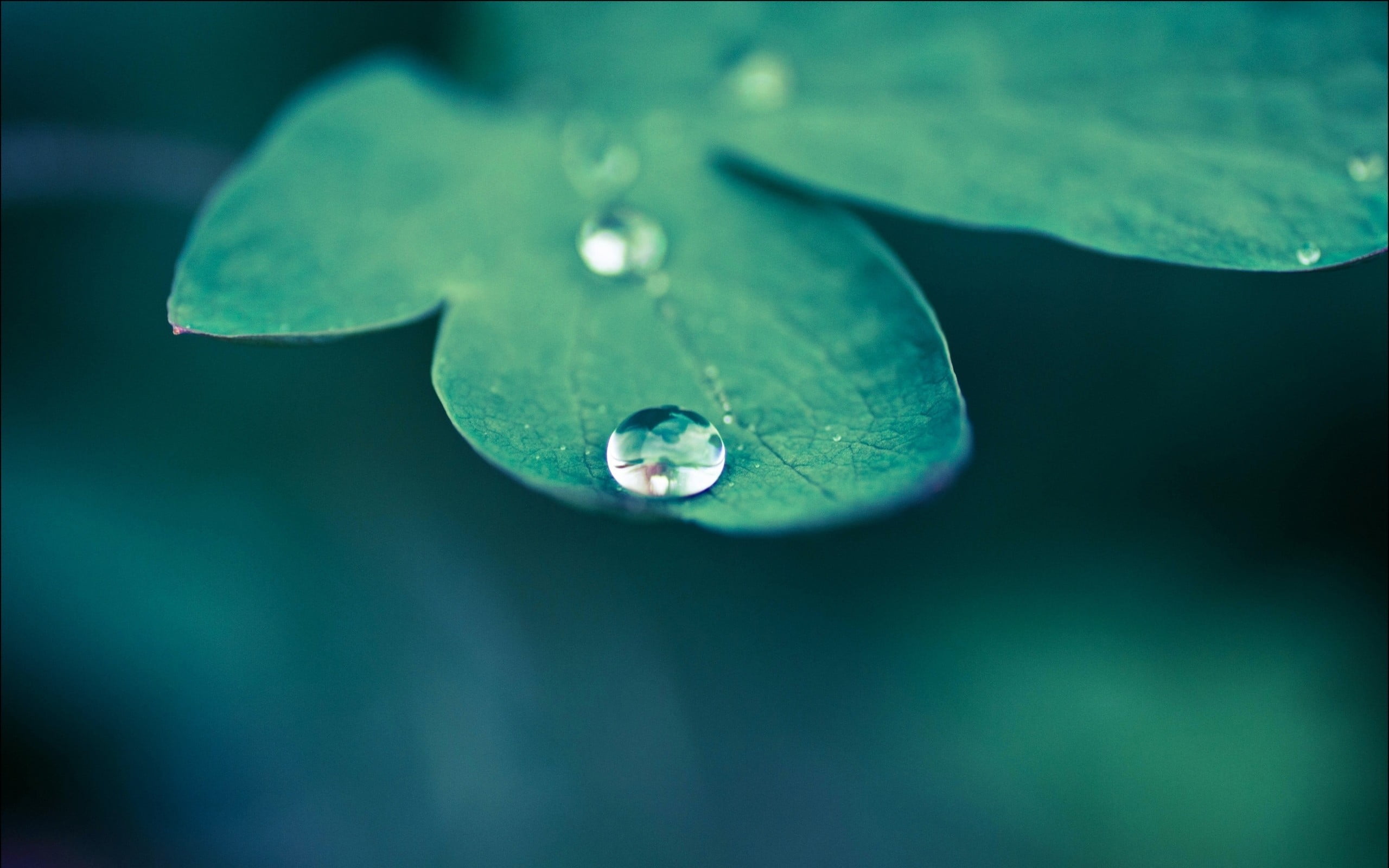 water dew, macro, nature, leaves, water drops, plants, leaf, raindrop