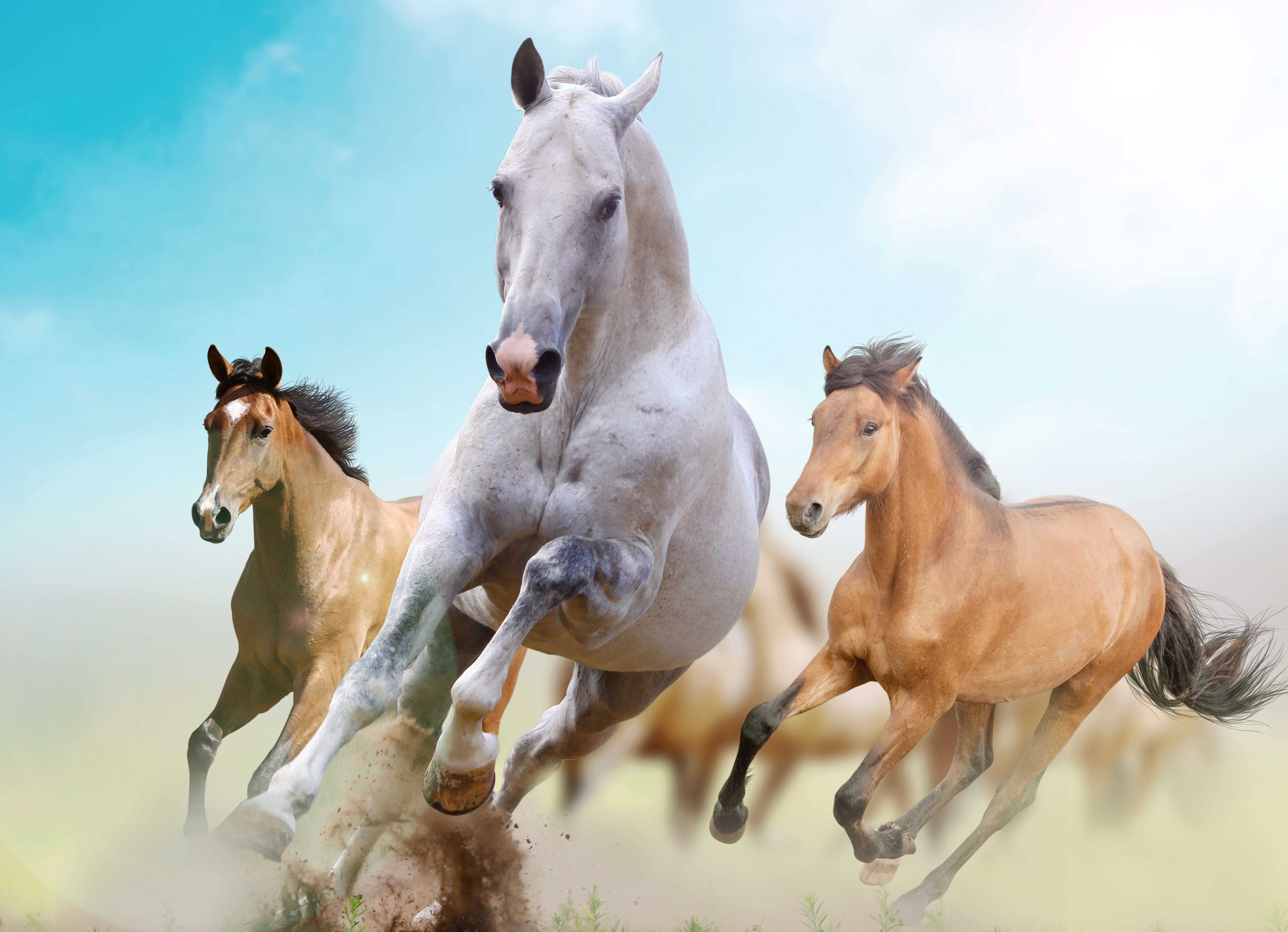 running horse wallpaper, freedom, animal, farm, mammal, mare