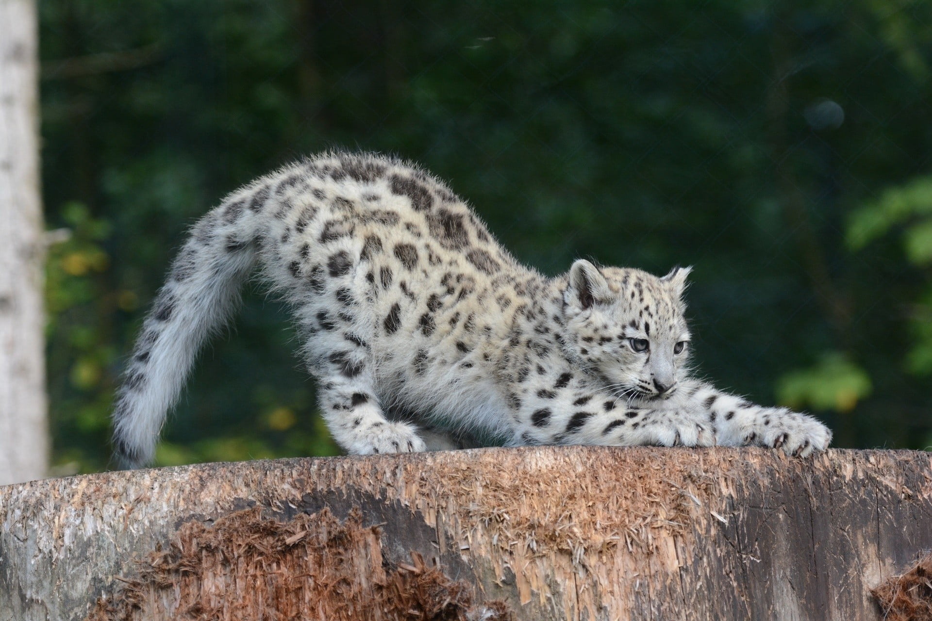snow leopard cub, sipping, predator, undomesticated Cat, wildlife