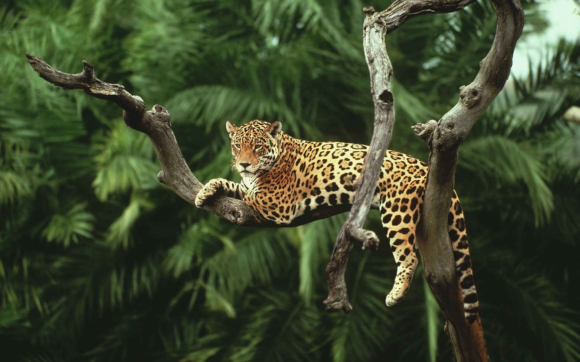 leopard on tree, nature, animals, jaguars, cat, animal wildlife