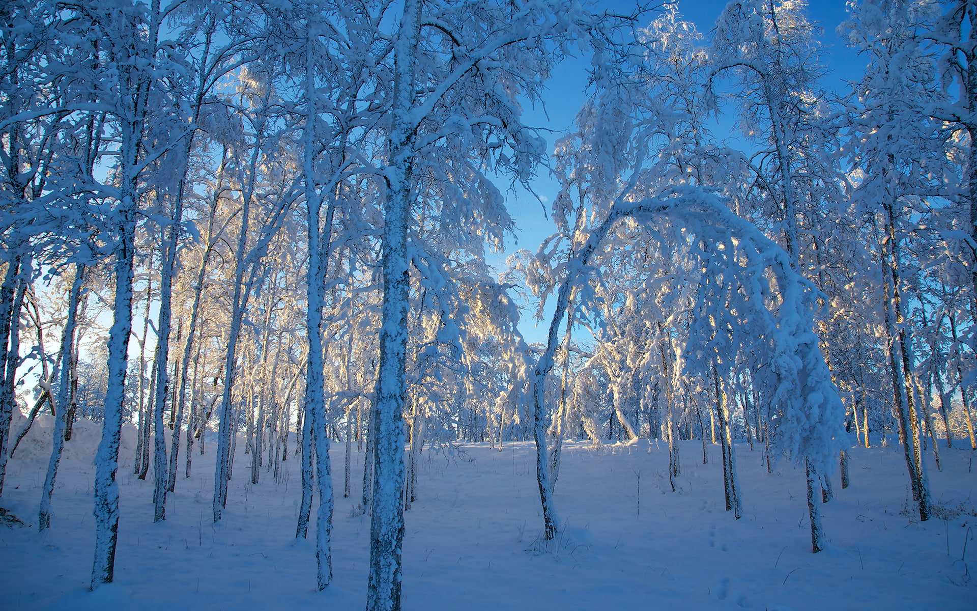 Trees Forest Snow Winter HD, nature