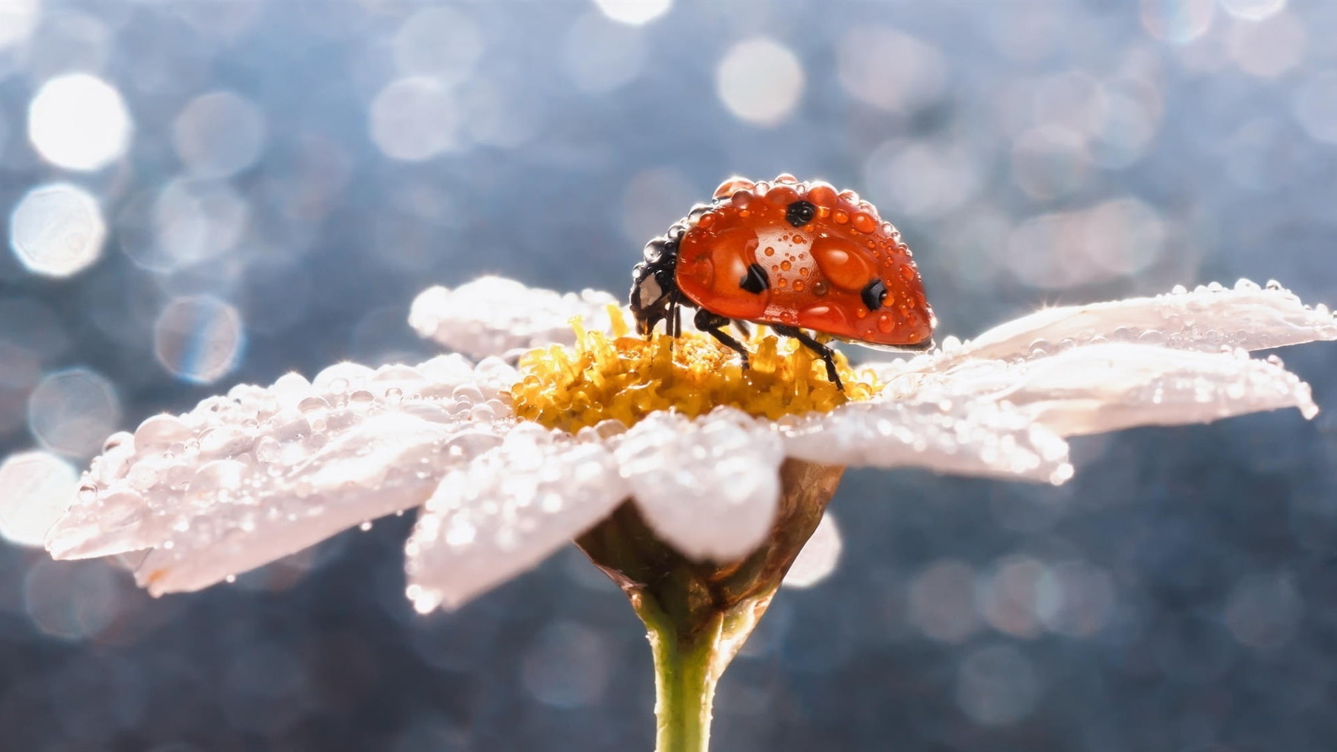 Daisy flower, insect, ladybug, water drops, ladybug and white flower
