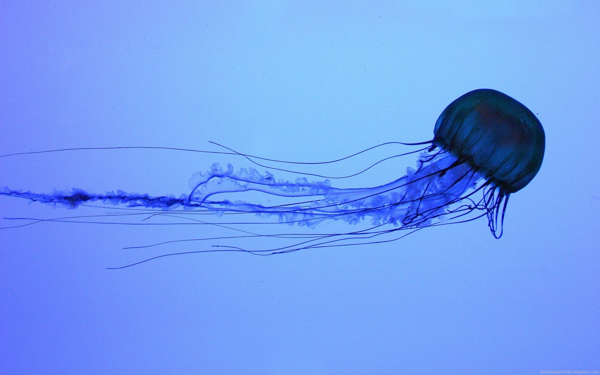jellyfish, water, animals, Medusa, sea, animals in the wild