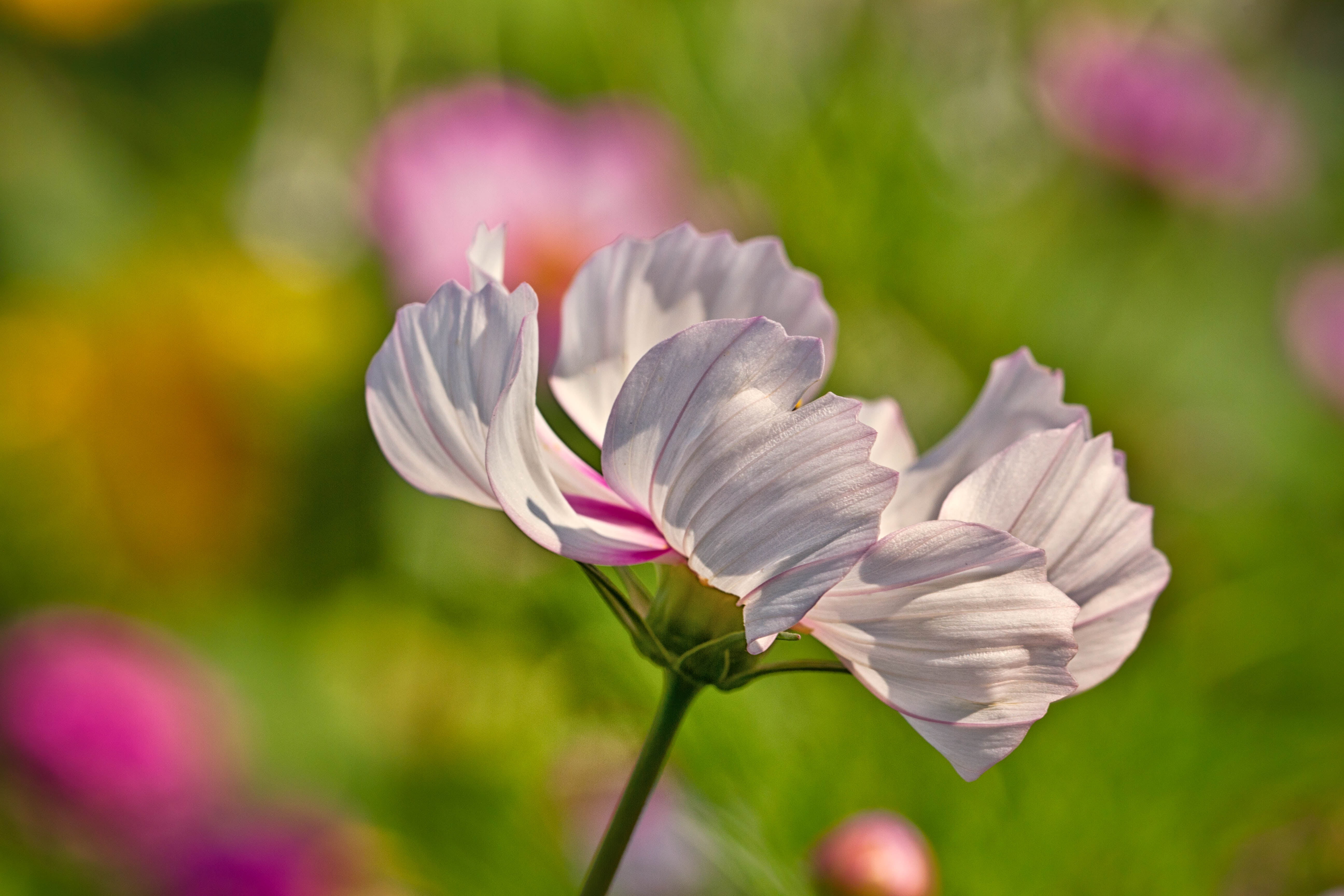 selective focus photography of white geum flower, Twirl, flower  flower
