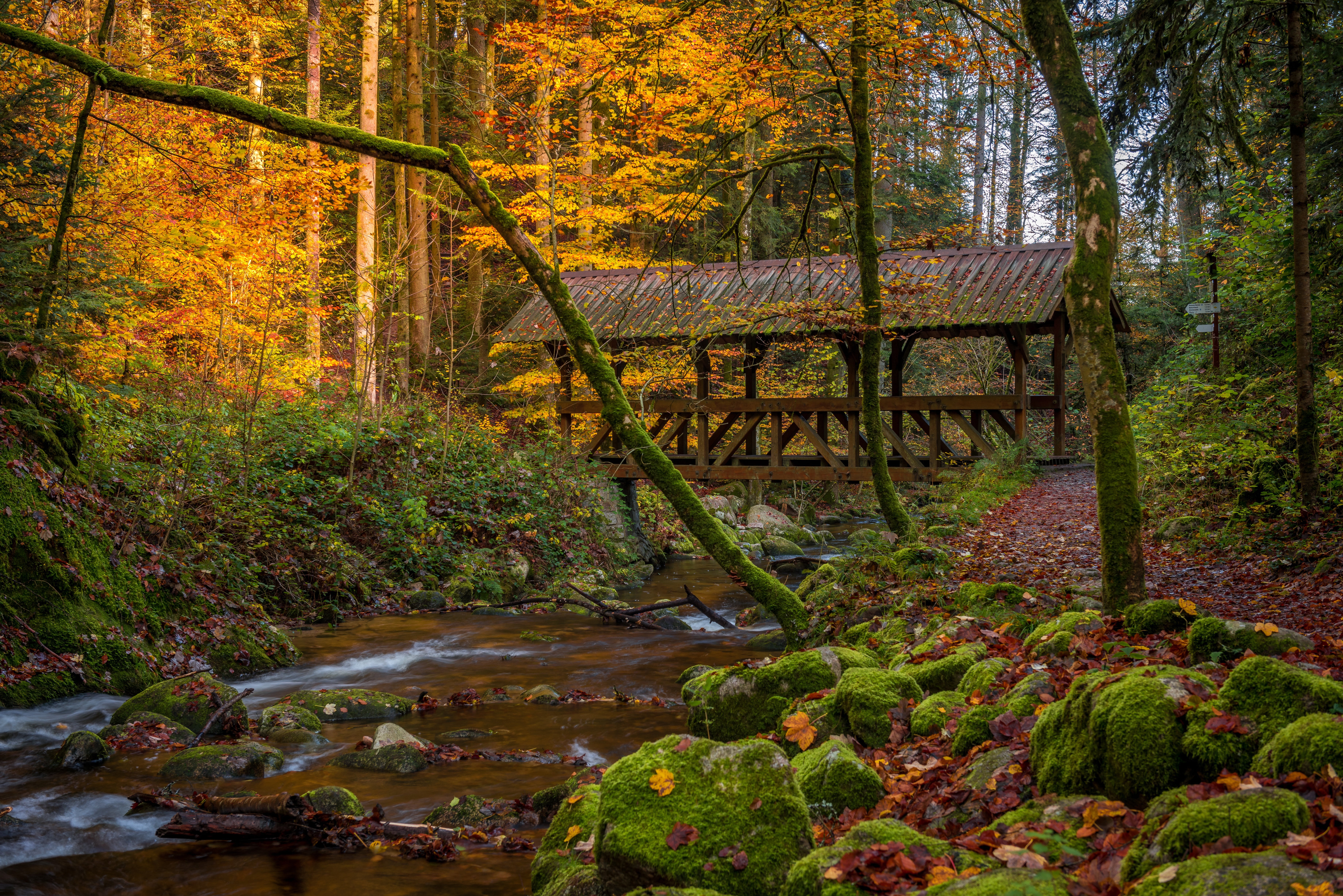 autumn, forest, trees, bridge, river, moss, Germany, Baden-Württemberg
