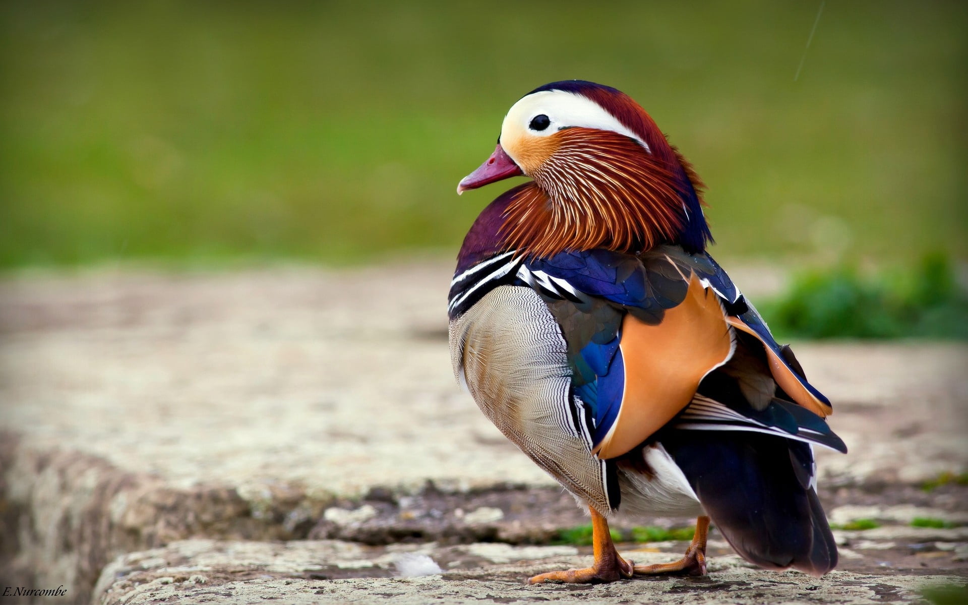brown and black bird, mandarin duck, color, beautiful, animal