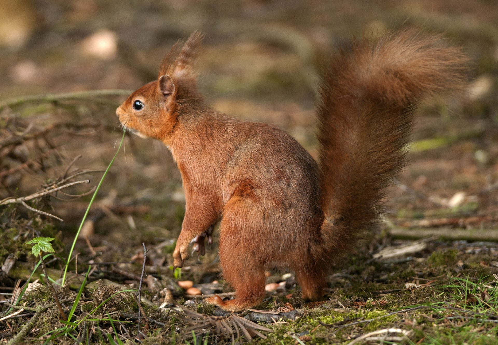 Animal, Squirrel