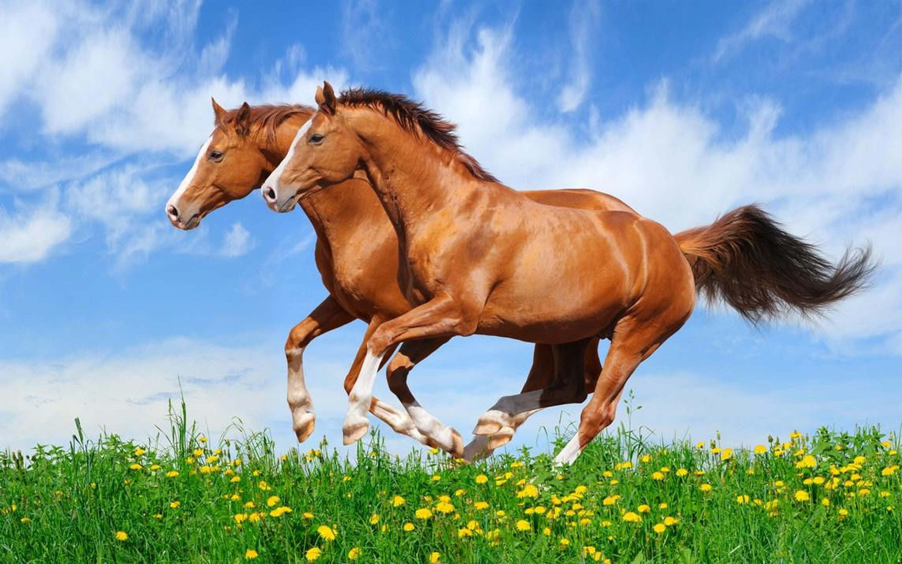 Two Red Horses Galloping In A Field With Green Grass, Beautiful Hd Wallpaper For Desktop