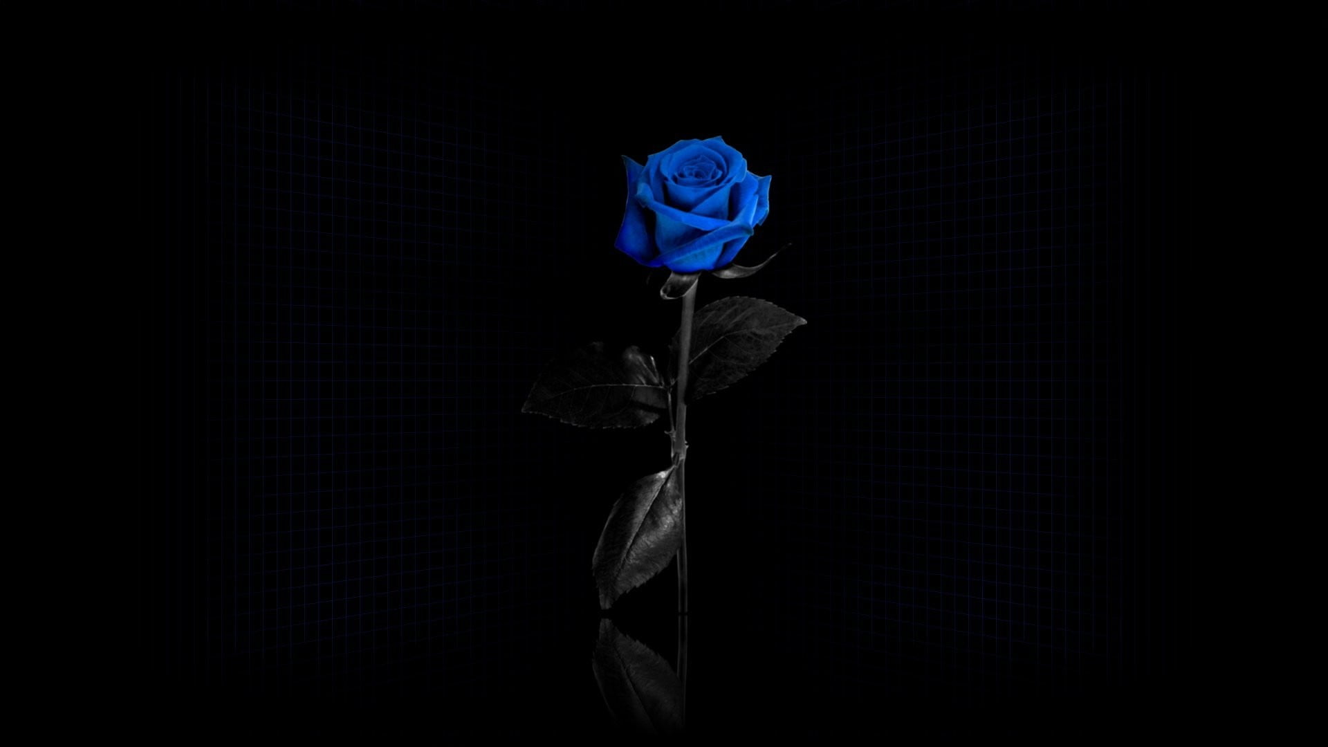blue rose, flowers, minimalism, selective coloring, simple background