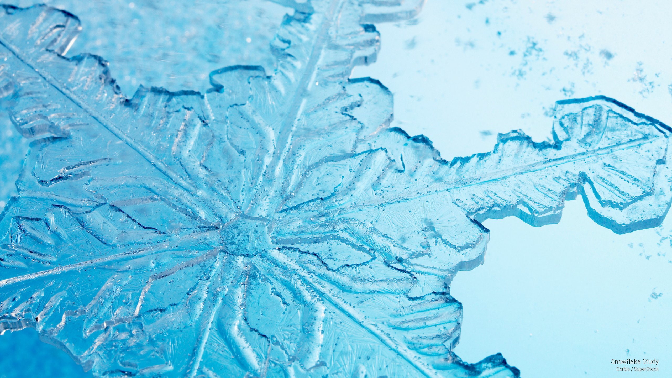 Snowflake Study, Winter
