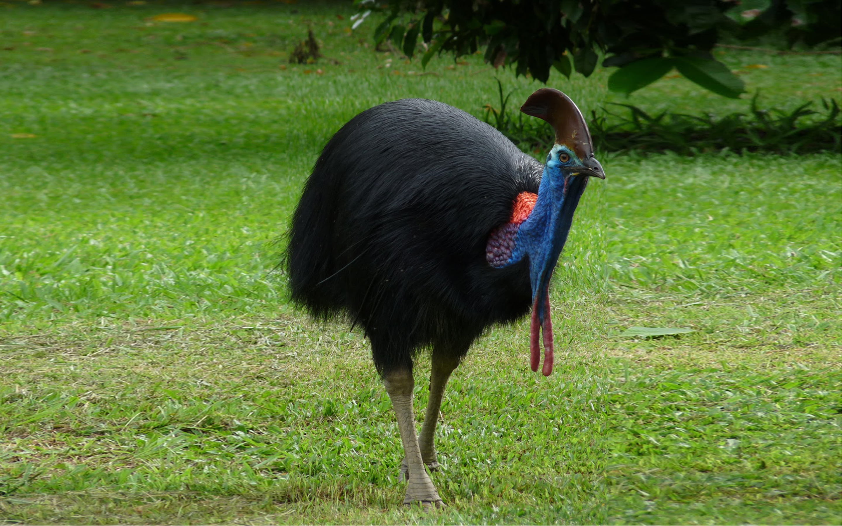 Cassowaries K æ Is ə W ɛər I Originated In The Tropical Forests Of New Guinea (papua New Guinea And Indonesia), Near The Islands, And Northeastern Australia