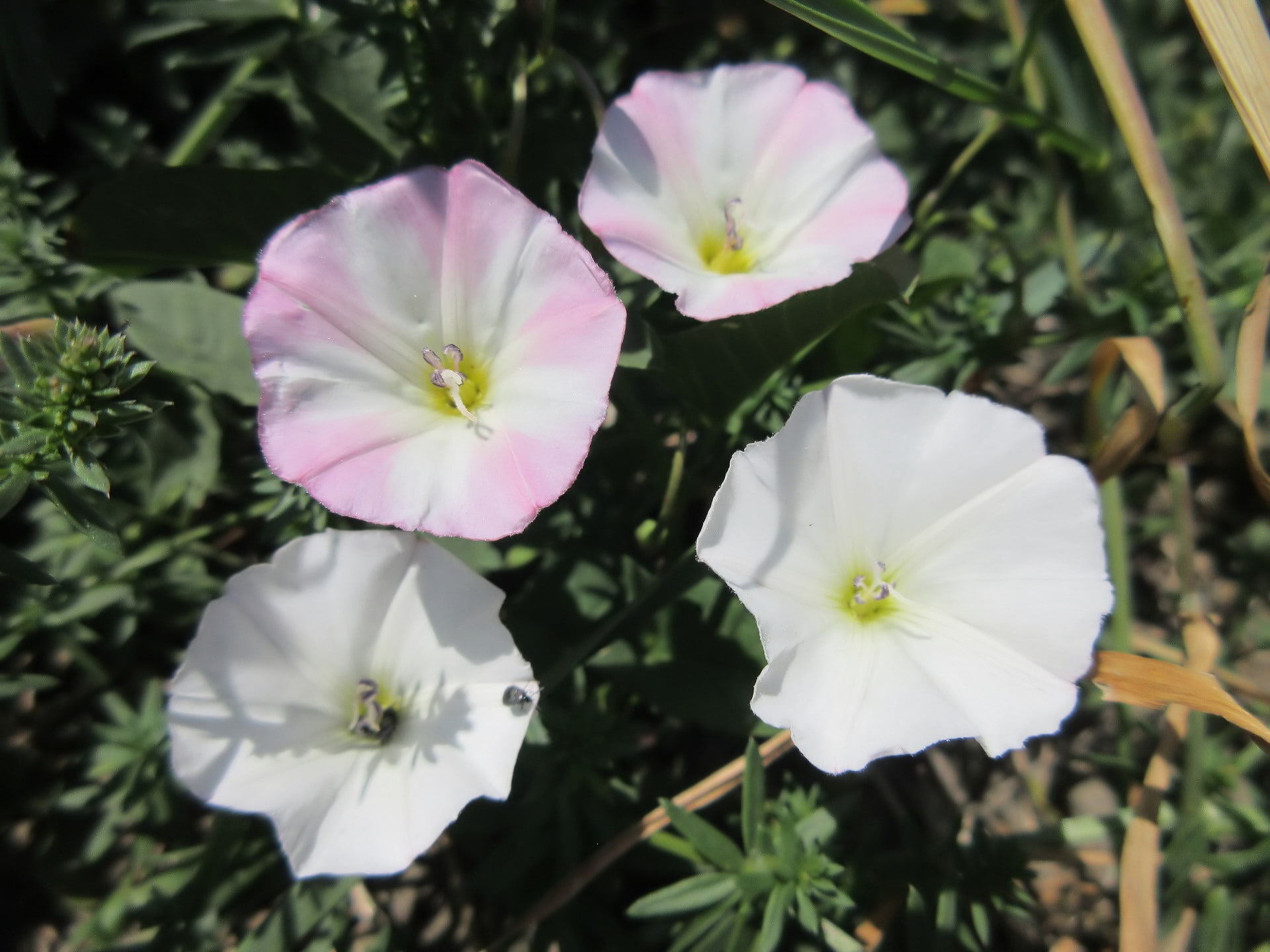 Flowers, Bindweed