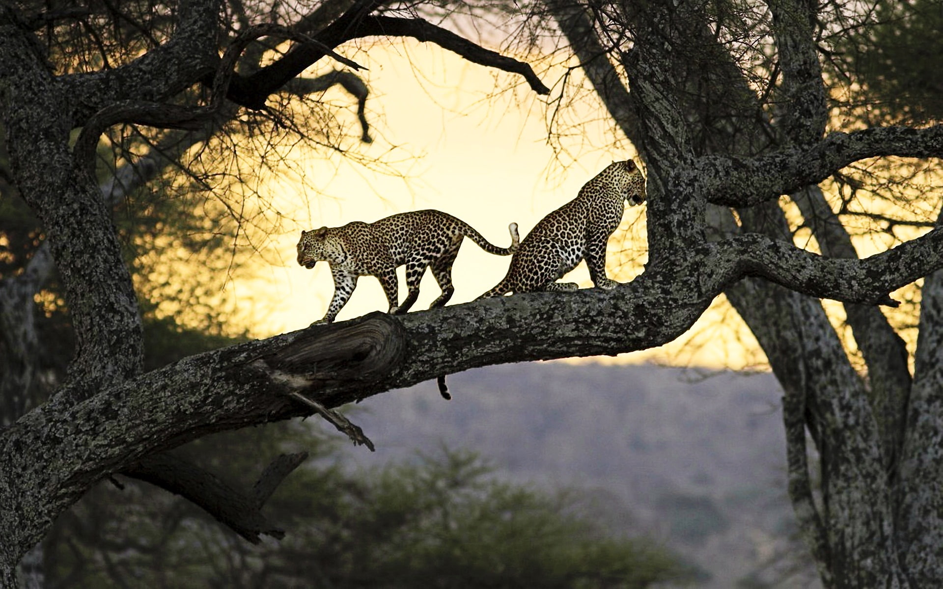 Leopards