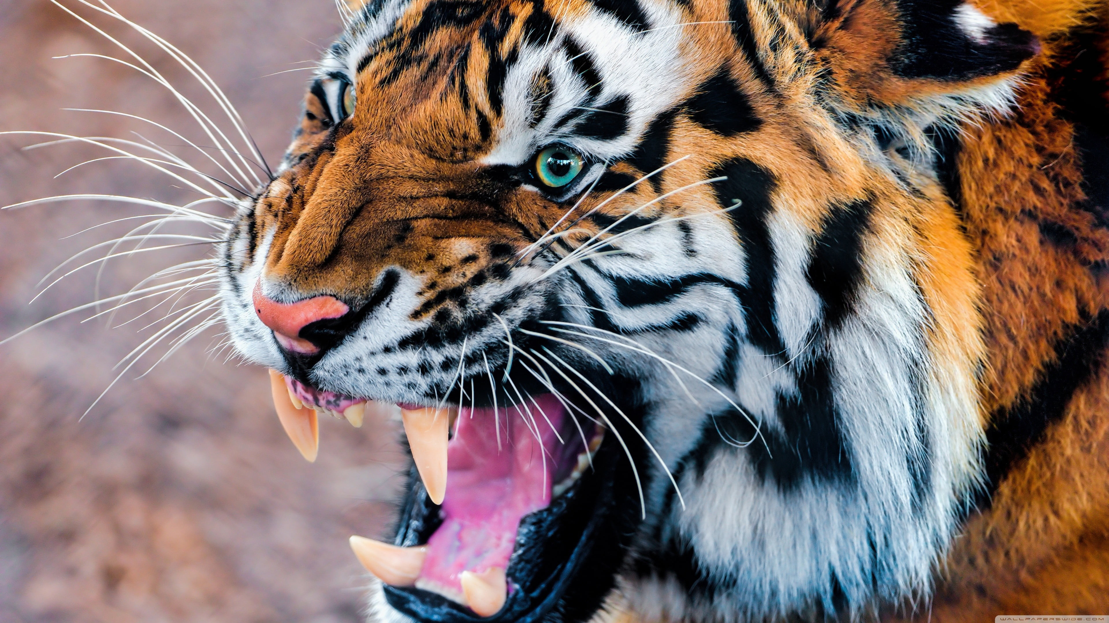 Bengal tiger, animals, roar, wildlife, carnivore, striped, undomesticated Cat