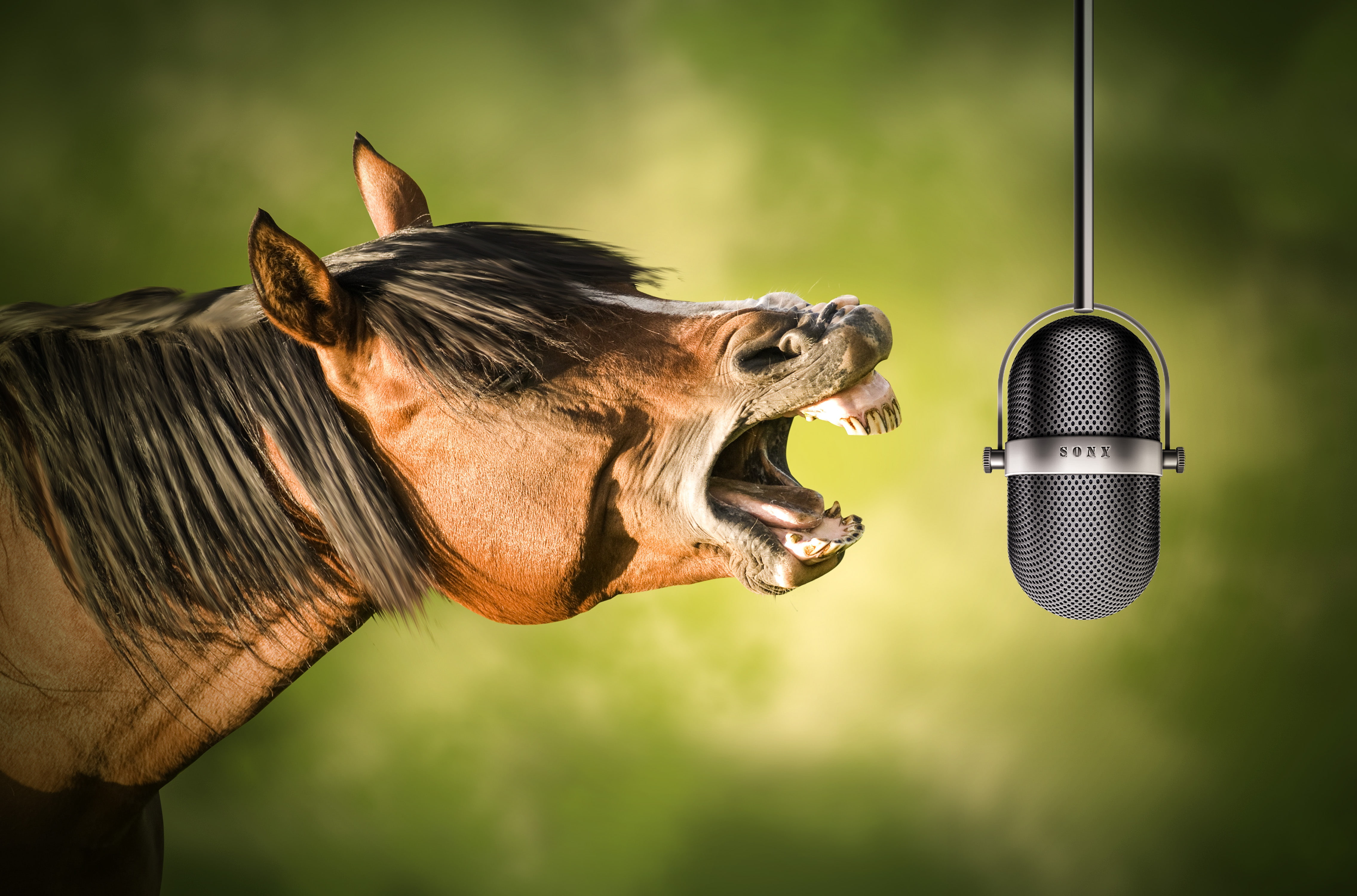 horse, microphone, singing