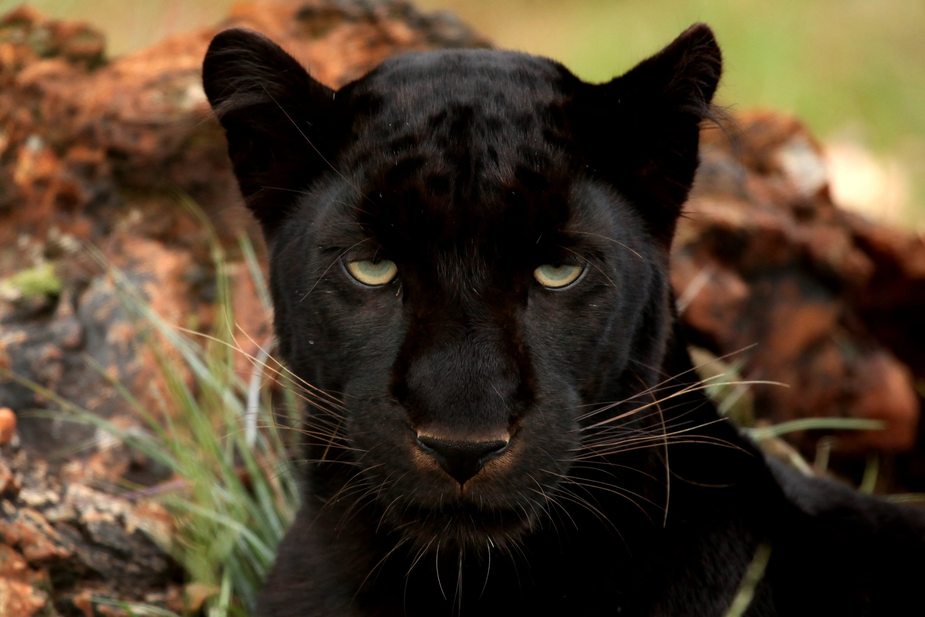 black panther, eyes, predator, big cat, muzzle, animal, feline