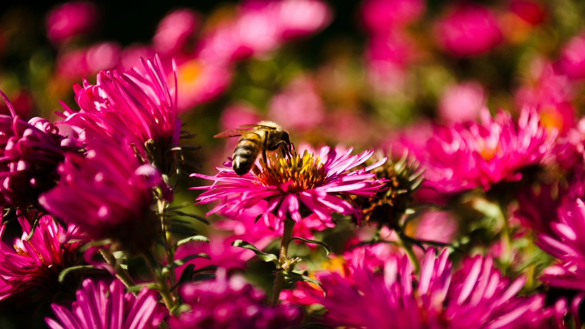 bee