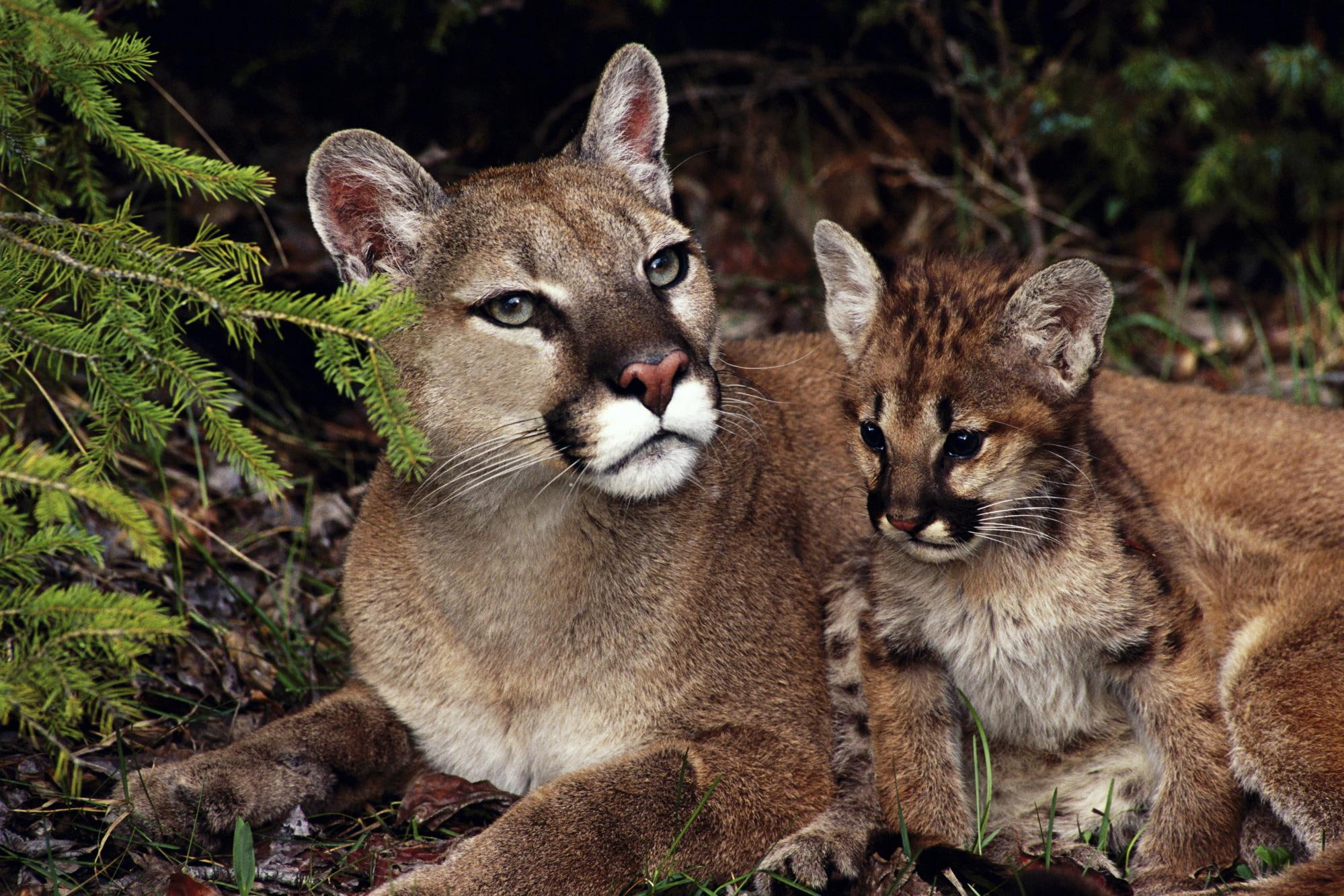 Mother Kitten Mountain Lions, wild cats, animals