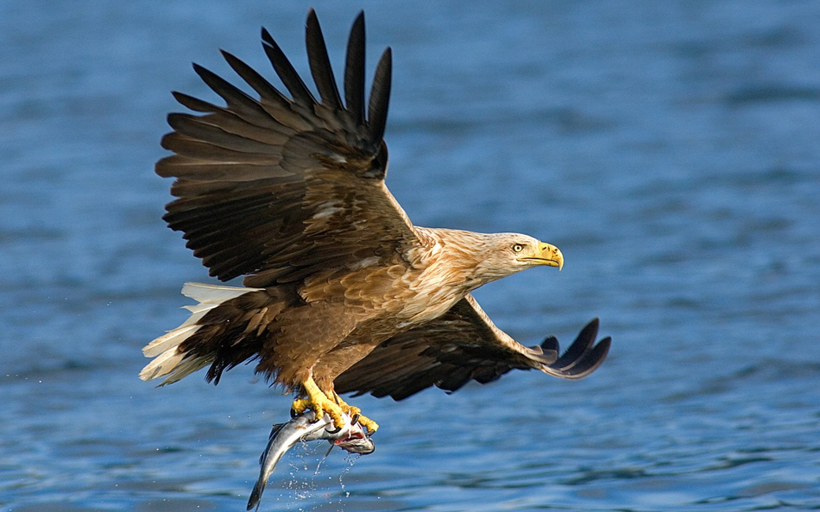 eagle