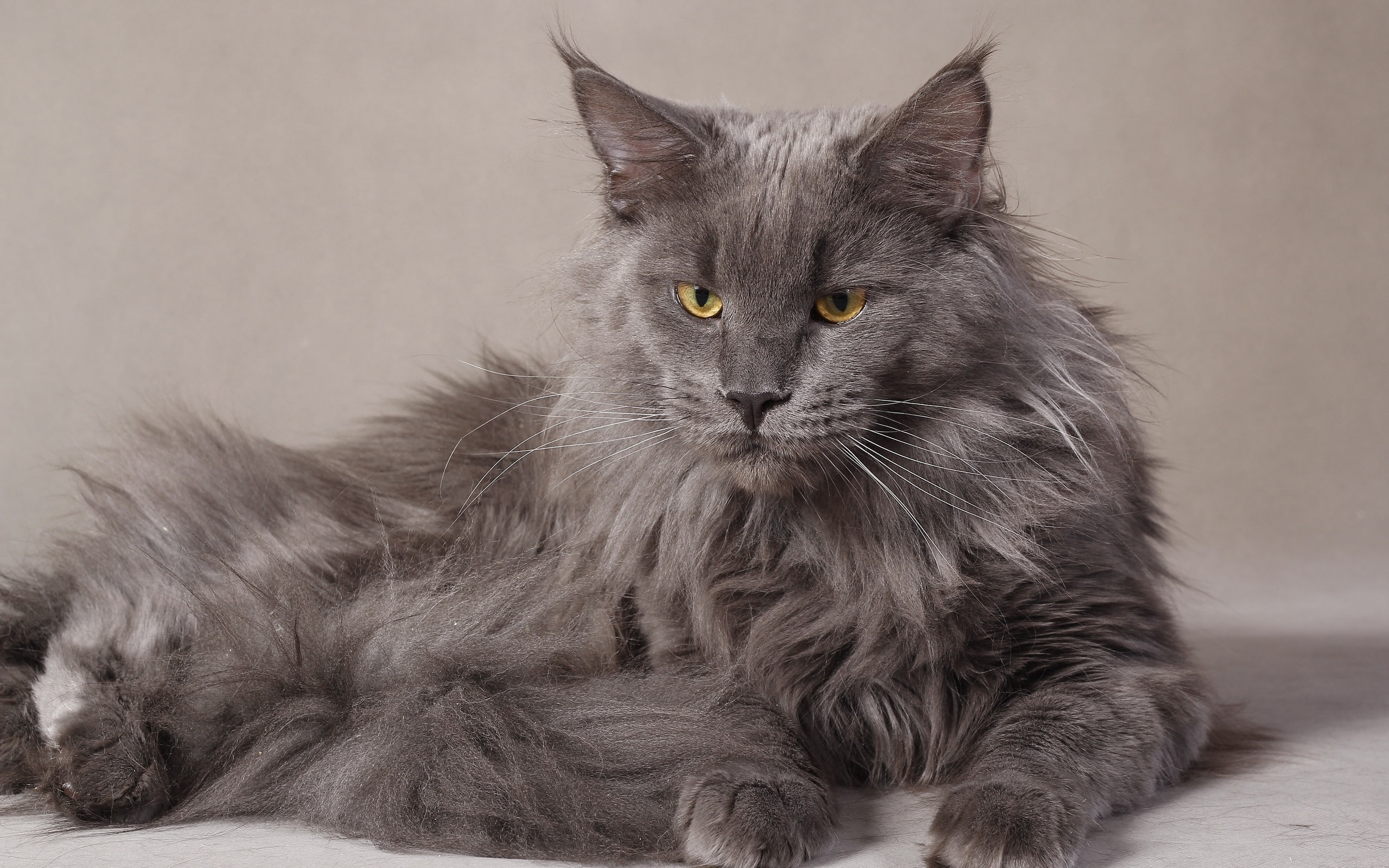 Gray Maine Coon Cat, gray long-coated cat, grumpy, beautiful