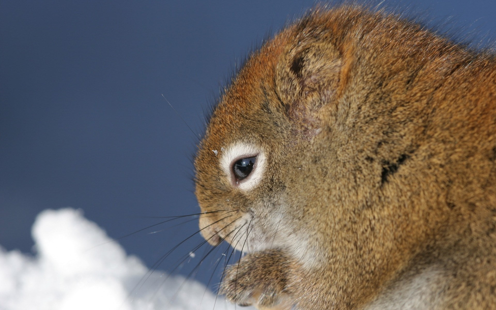 squirrel