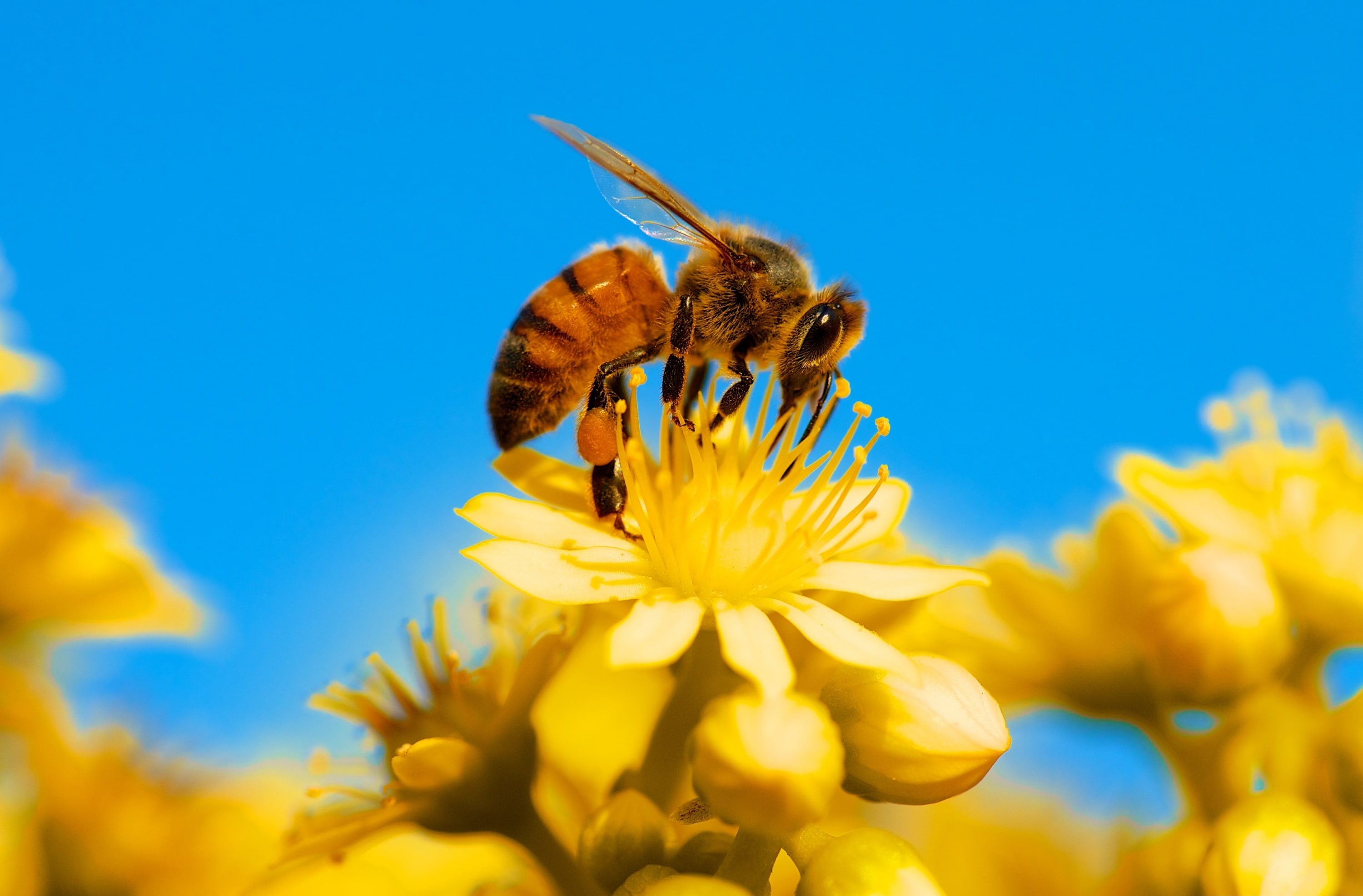 Honey Bee, Yellow Flower, Blue Sky, Animals, Insects, Nature