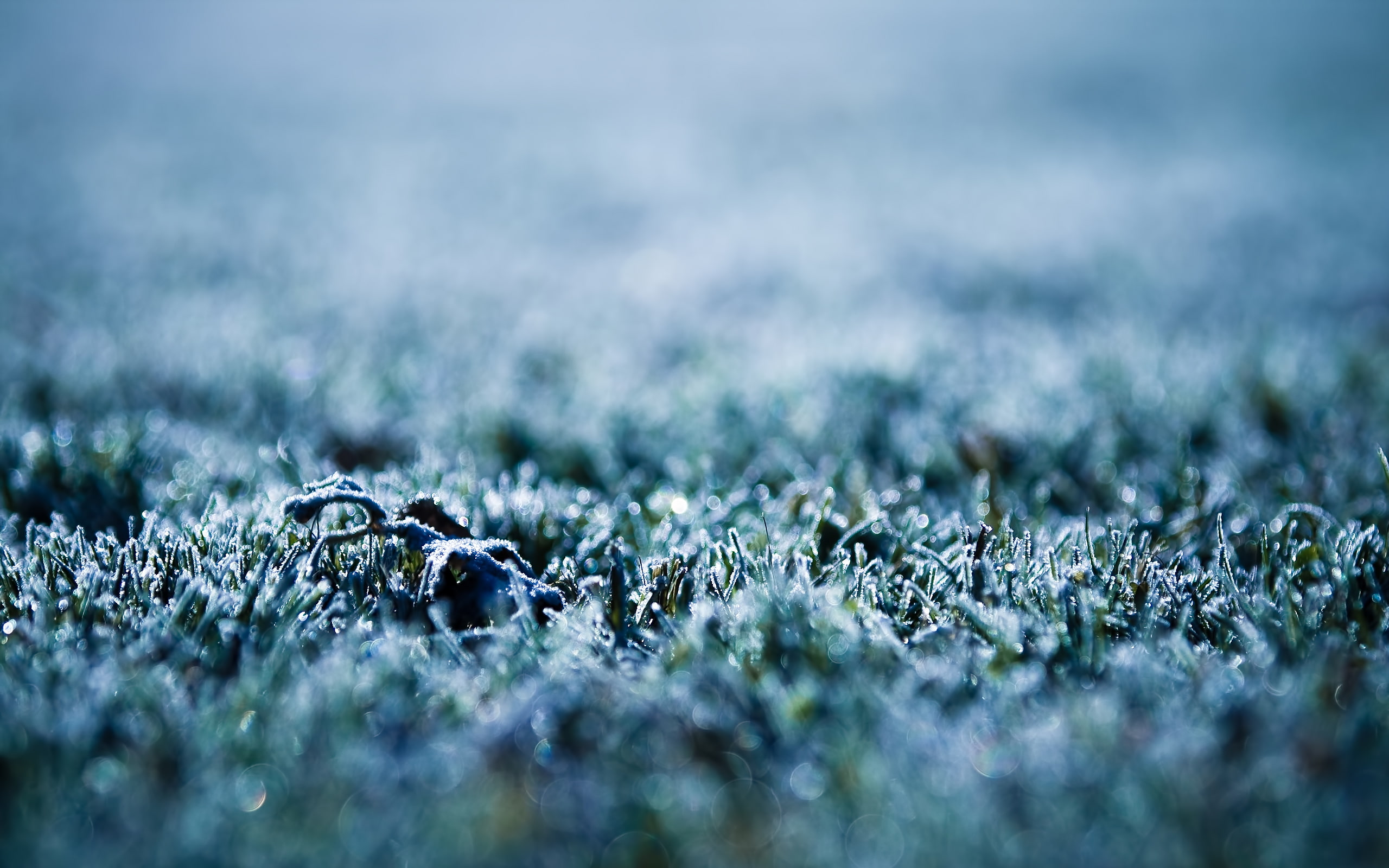 Frost , green grass, macro