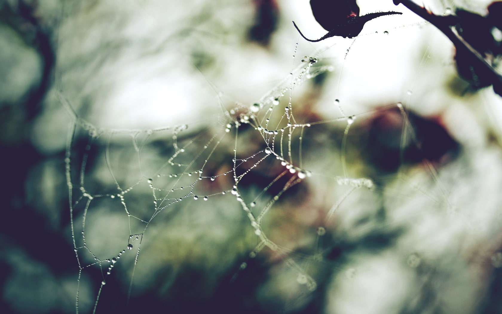 spiders, web
