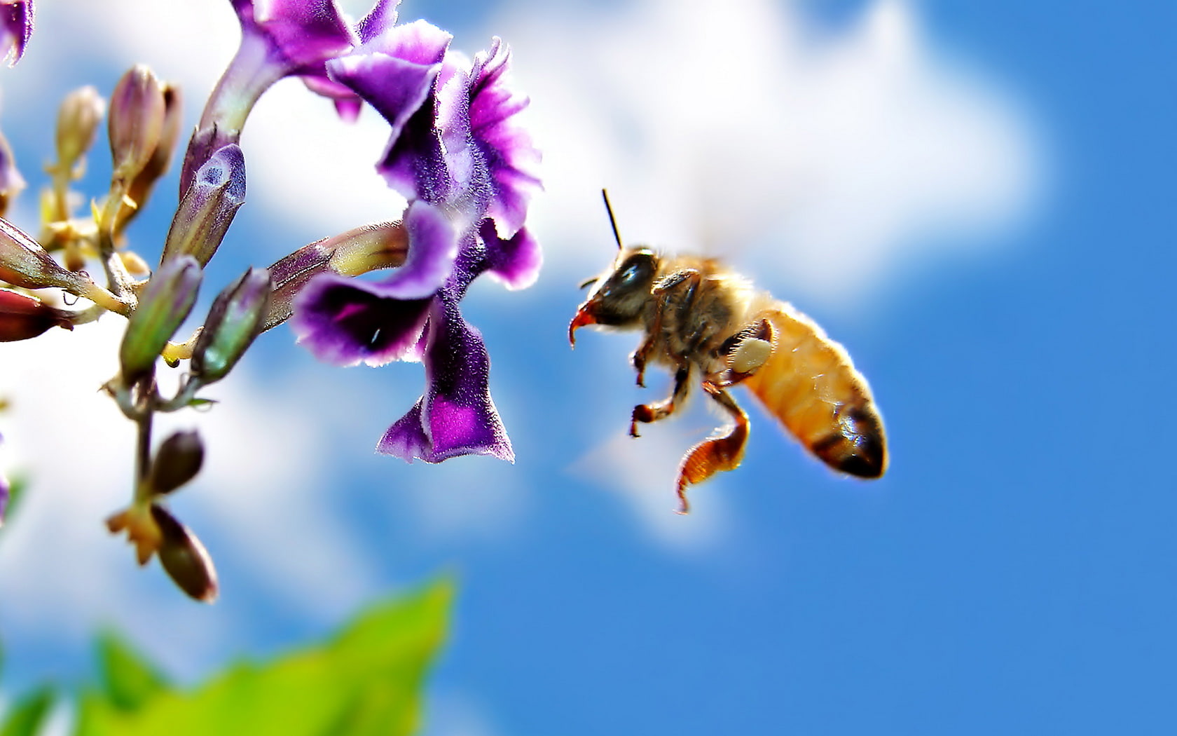 bee