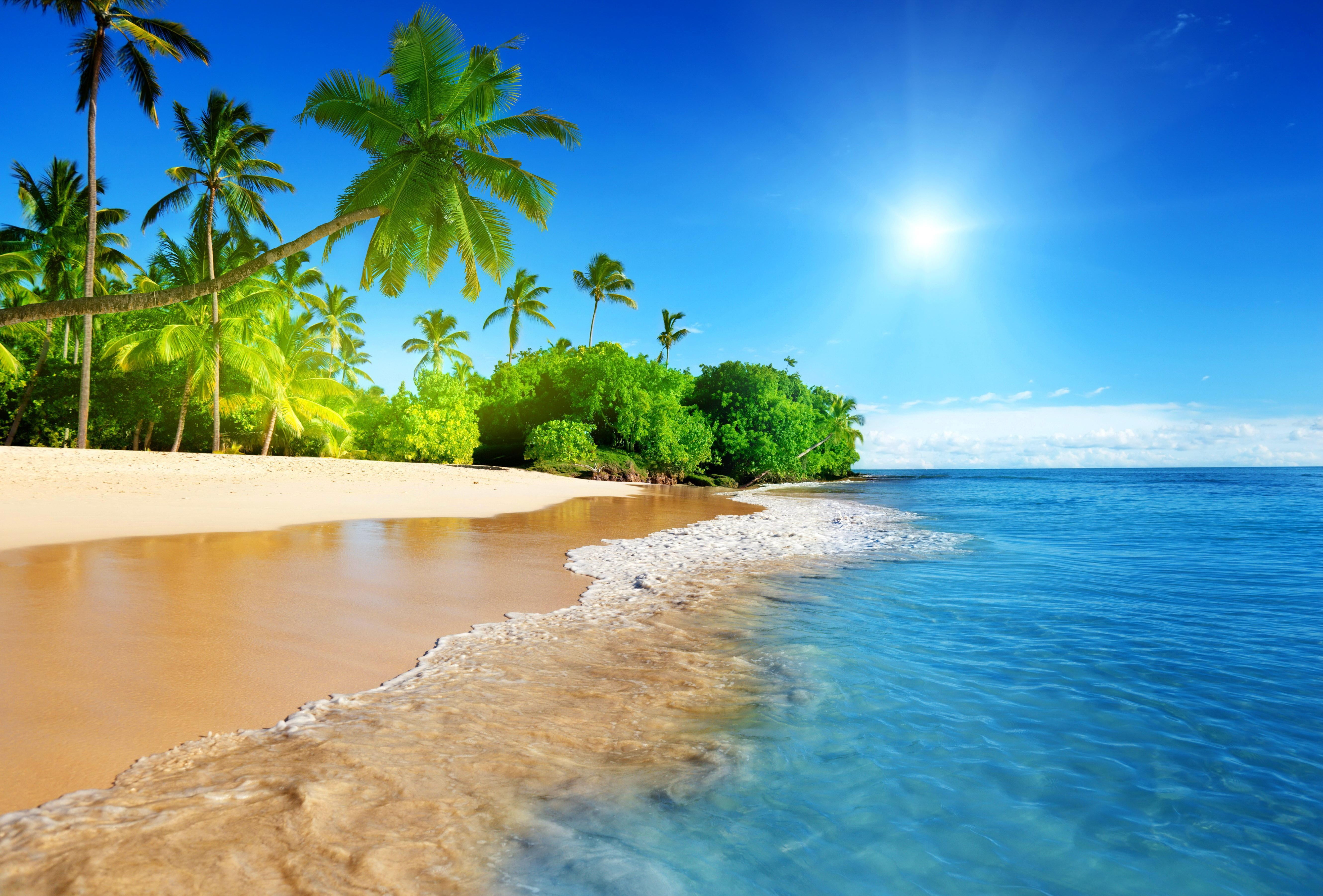 beachfront wallpaper, palm trees, sand, sea, island, tropical