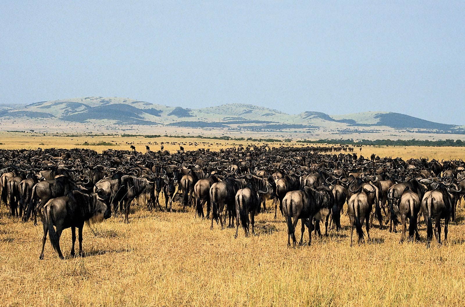 wildebeest, animal themes, mammal, group of animals, animal wildlife