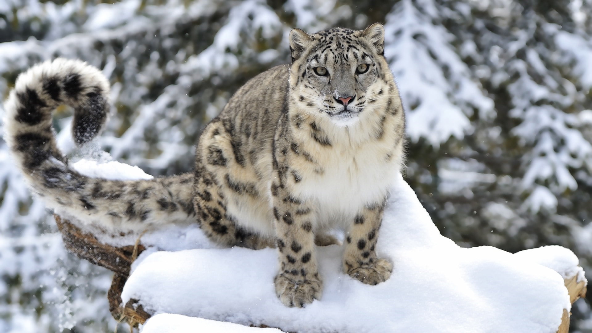 snow leopard, wildlife, mammal, big cat, terrestrial animal