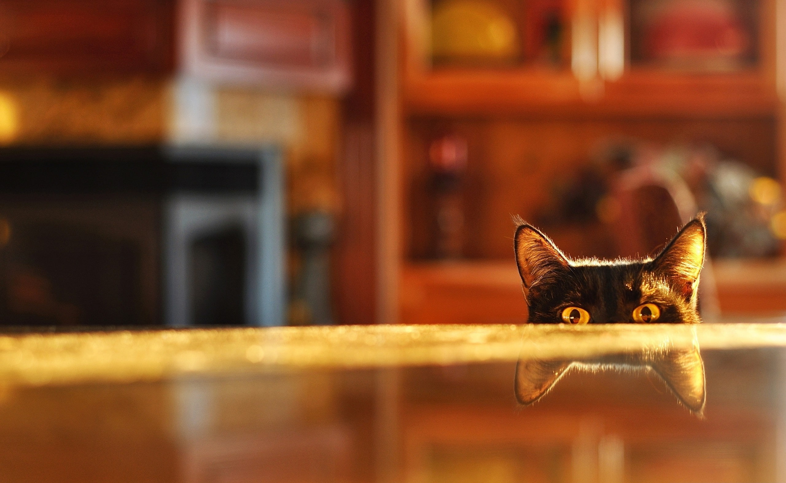 I Can See You, black cat, Funny, domestic cat, domestic animals