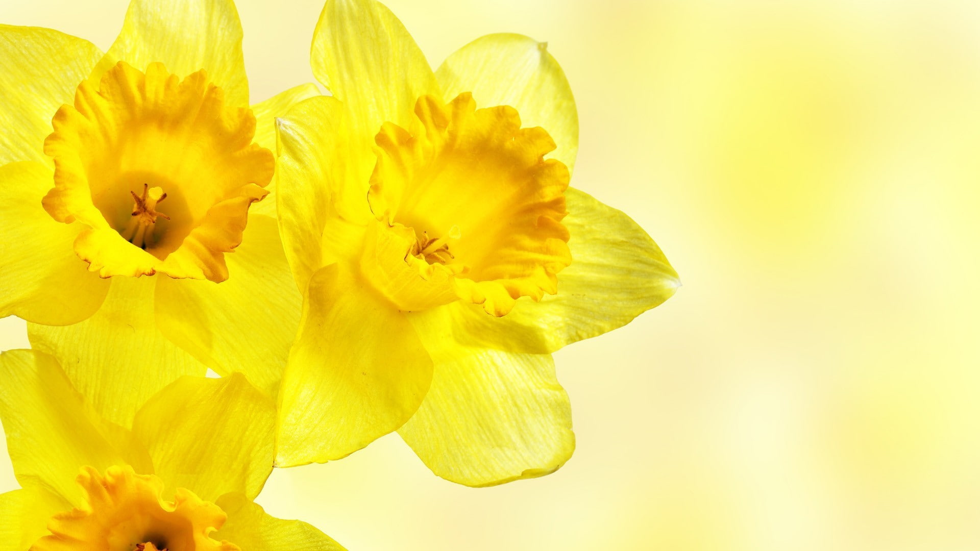daffodils, flowers, yellow flowers
