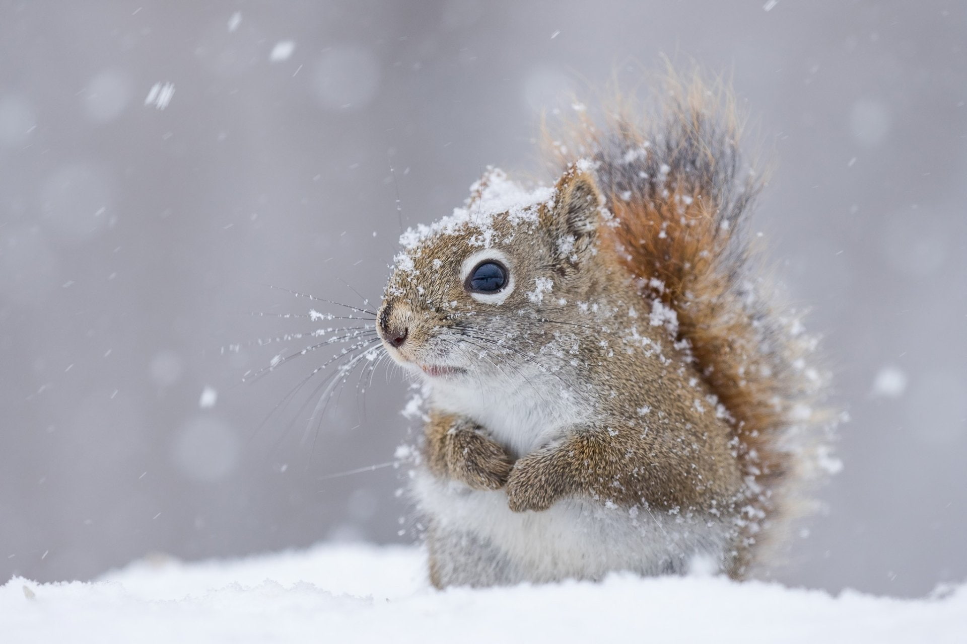 Animal, Squirrel, Rodent, Snow, Snowfall, Wildlife, Winter