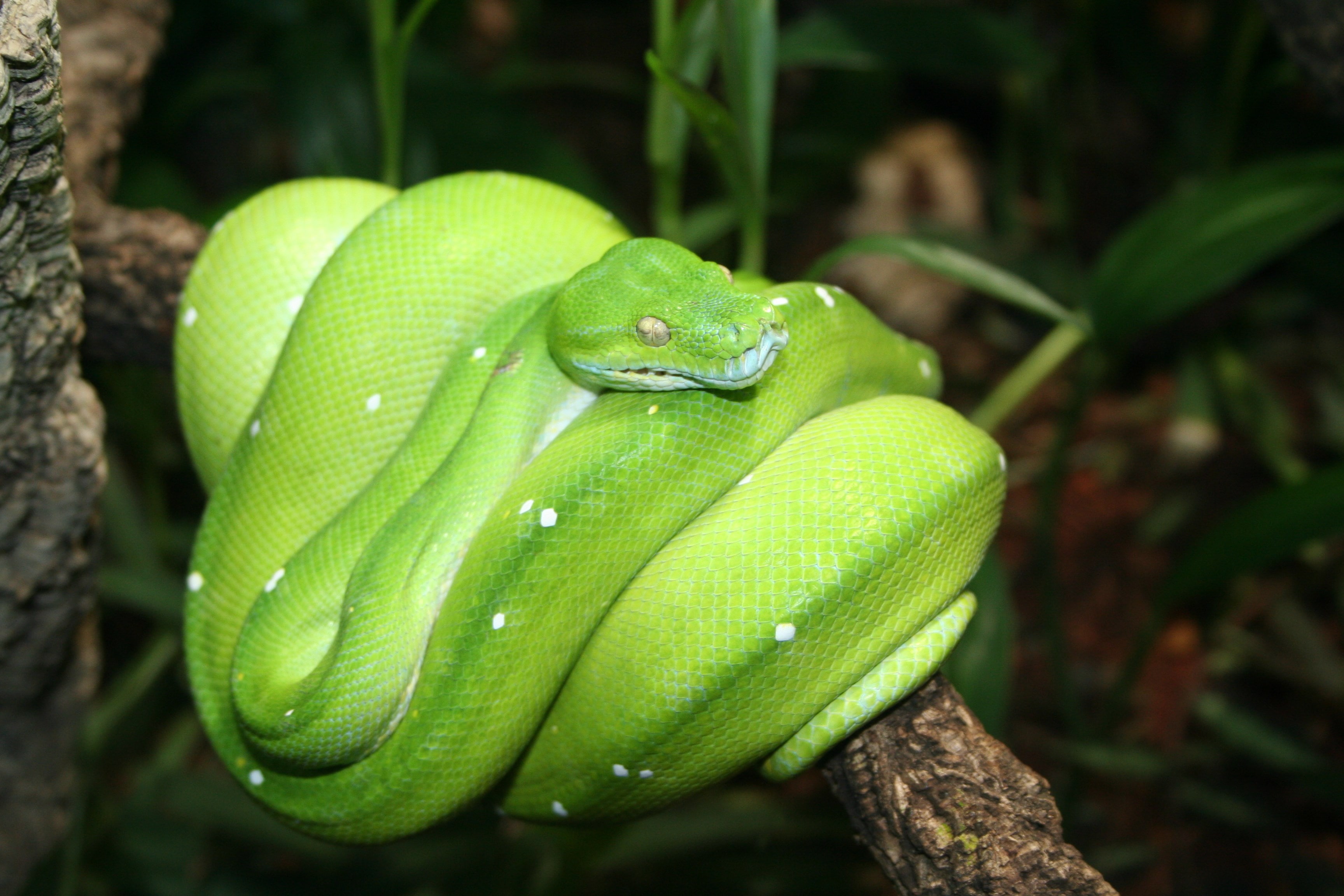 python
