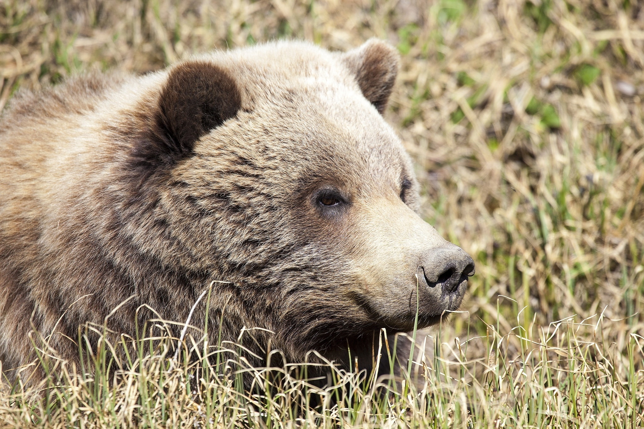 bear, muzzle